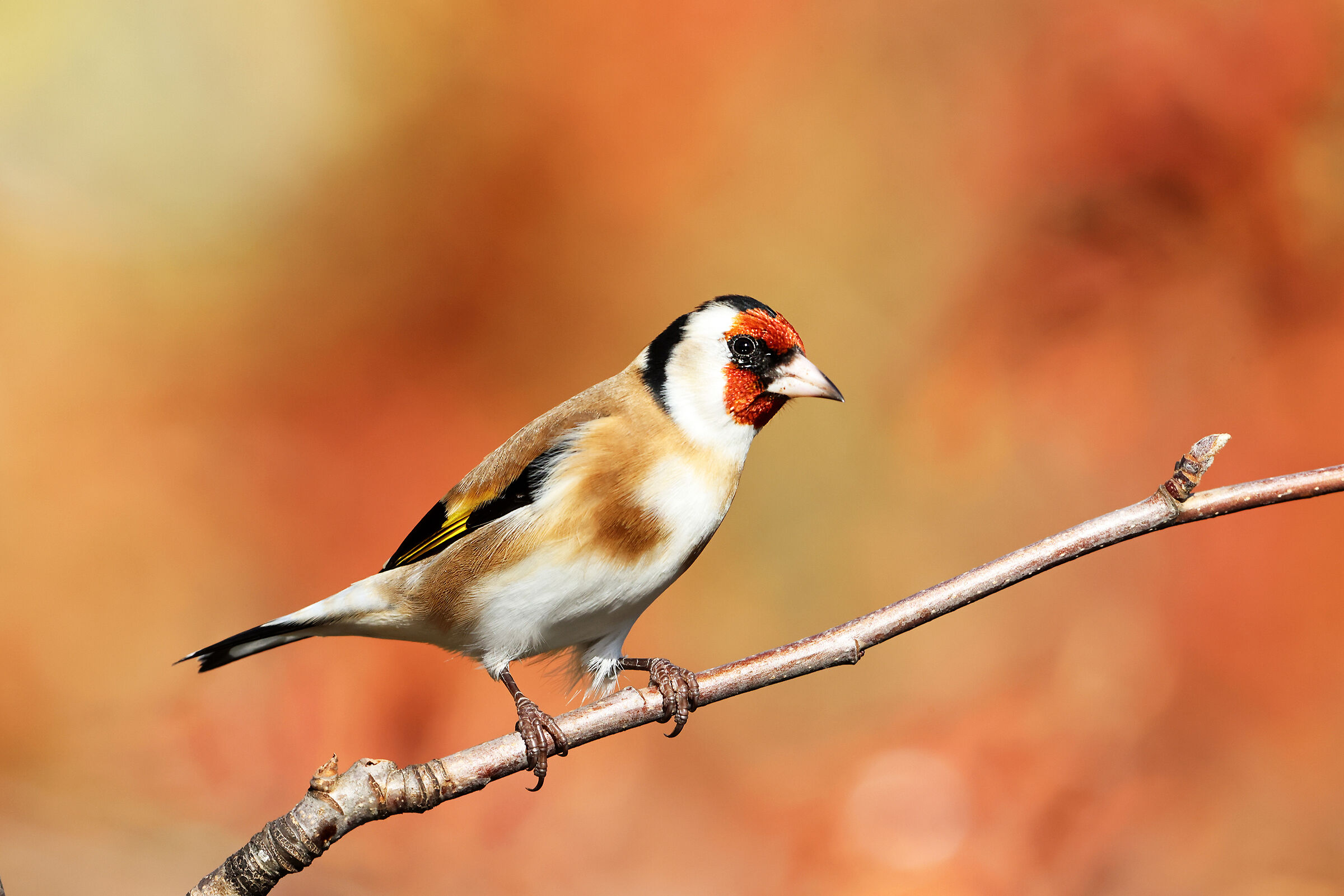 Cardellino