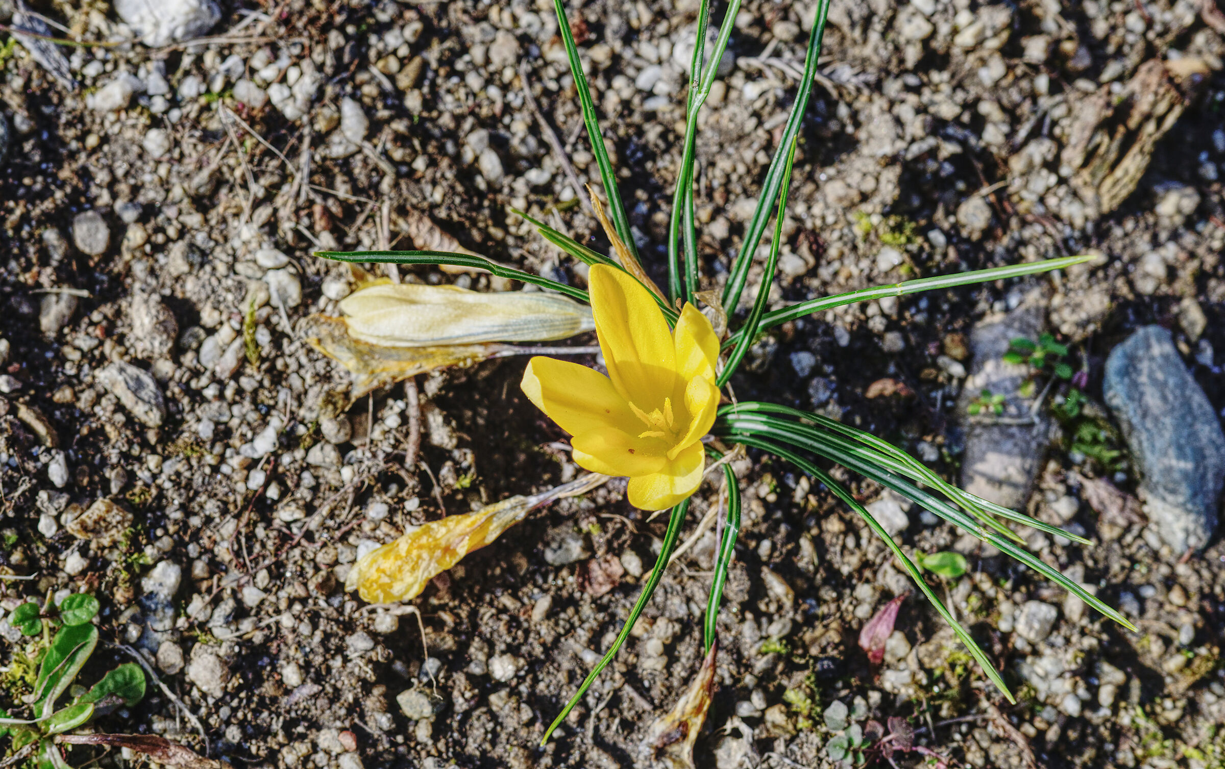 crocus