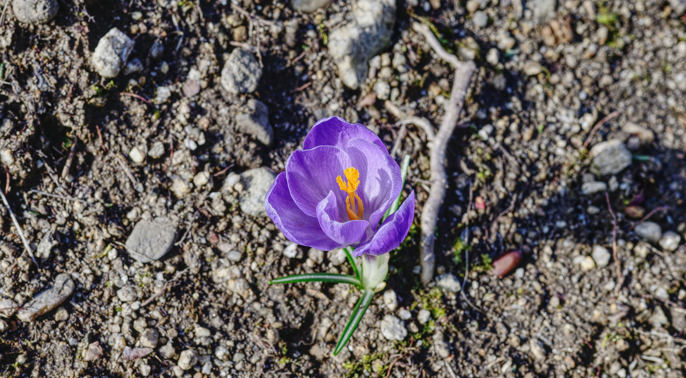 crocus