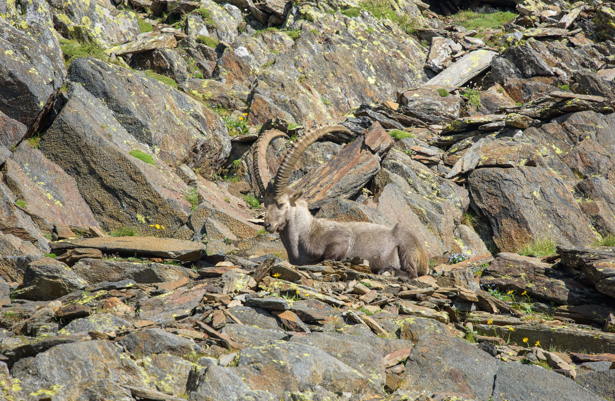 male ibex