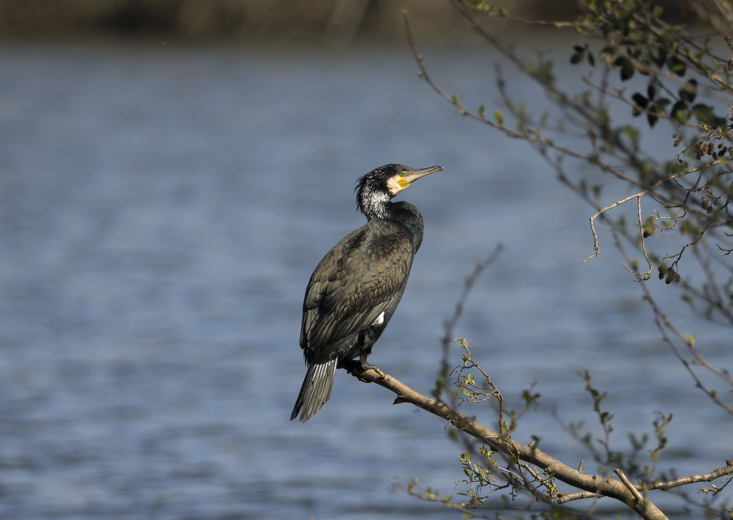 Cormorant