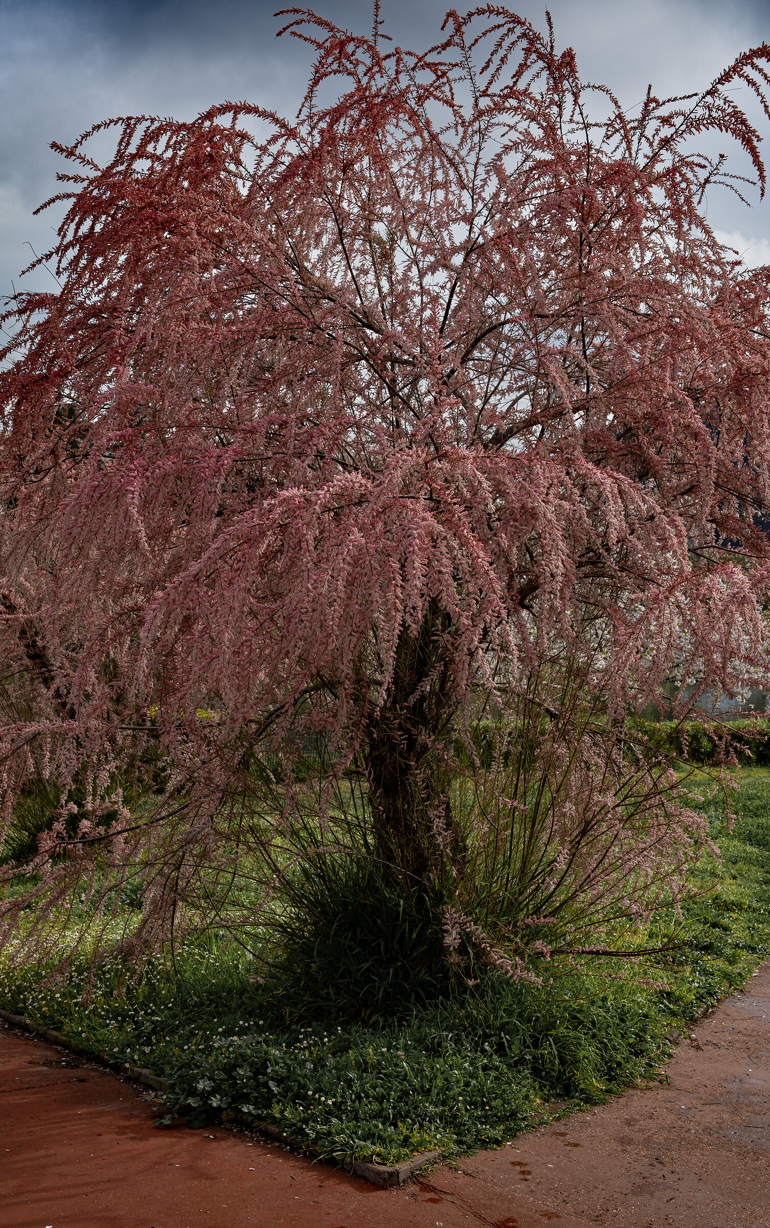 laghetto dell'Eur sono sbocciati i sakura