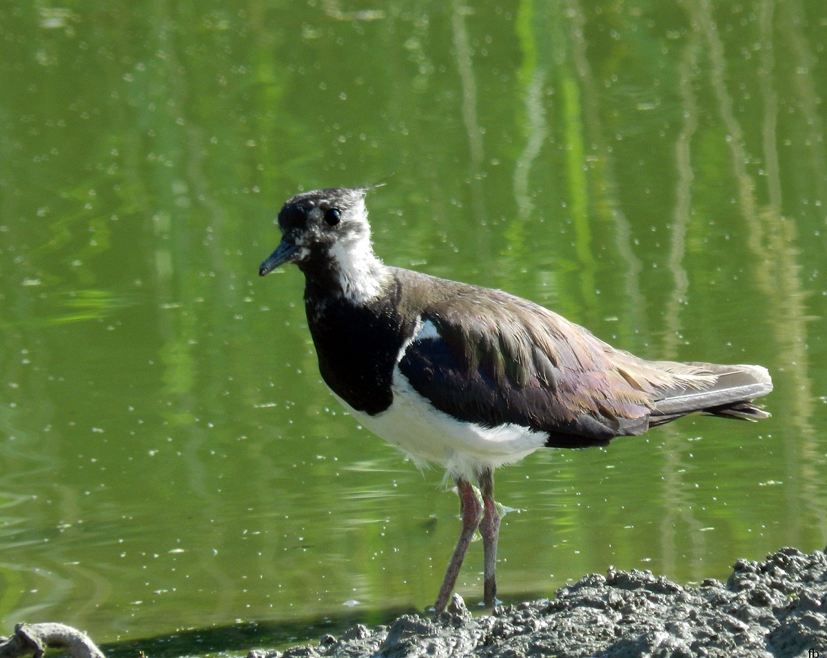 the lapwing