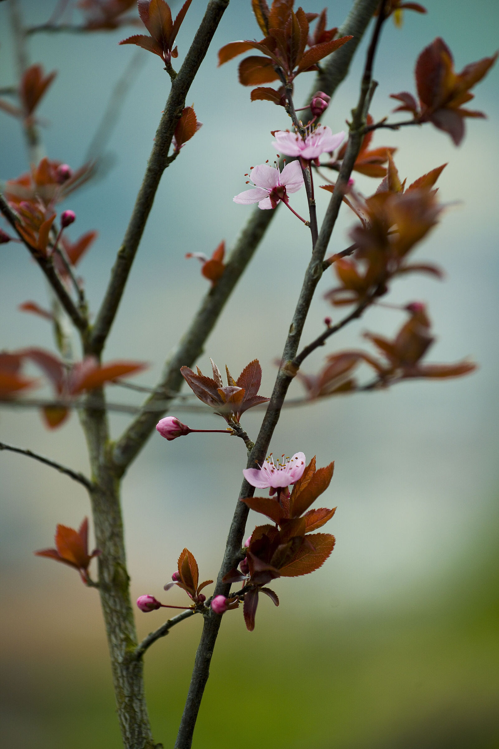 First flowering