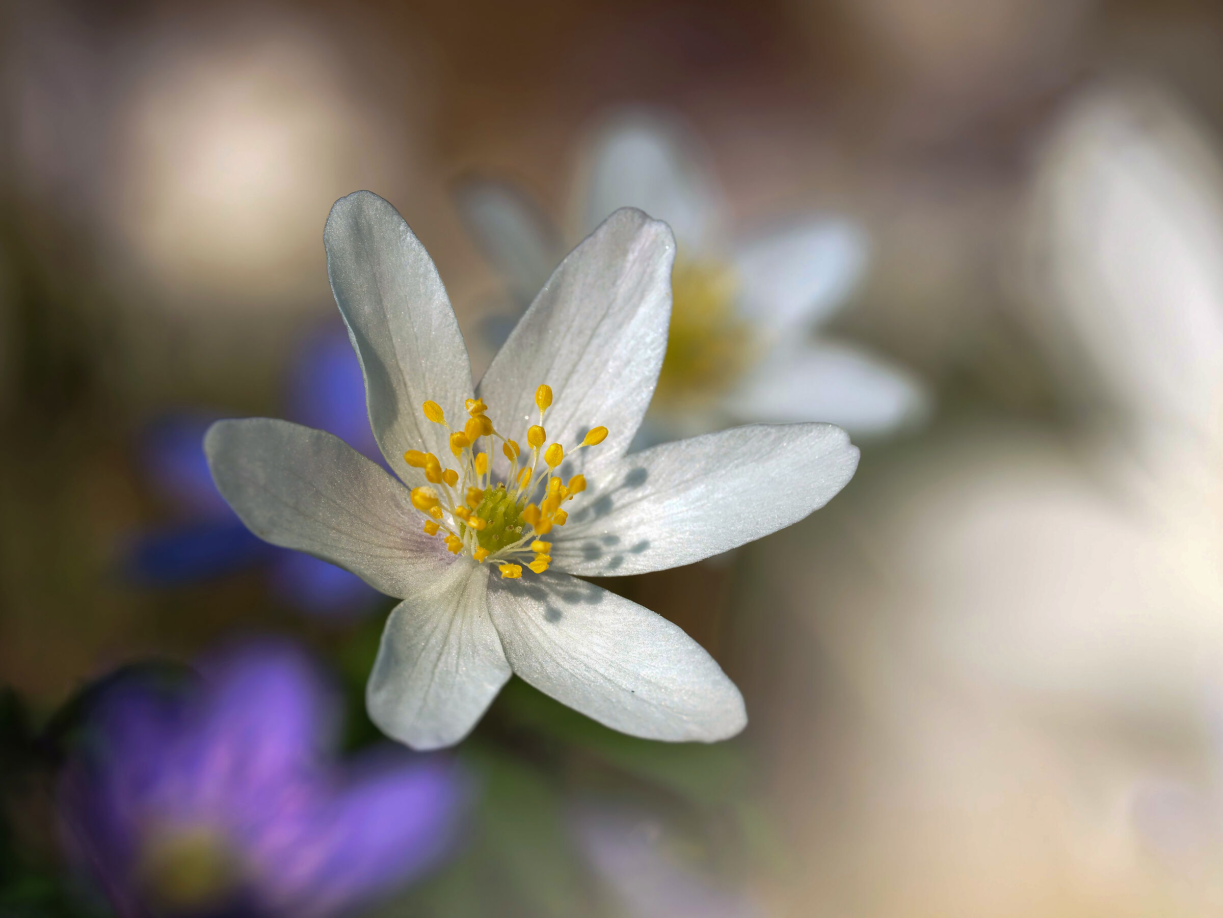 An explosion of white