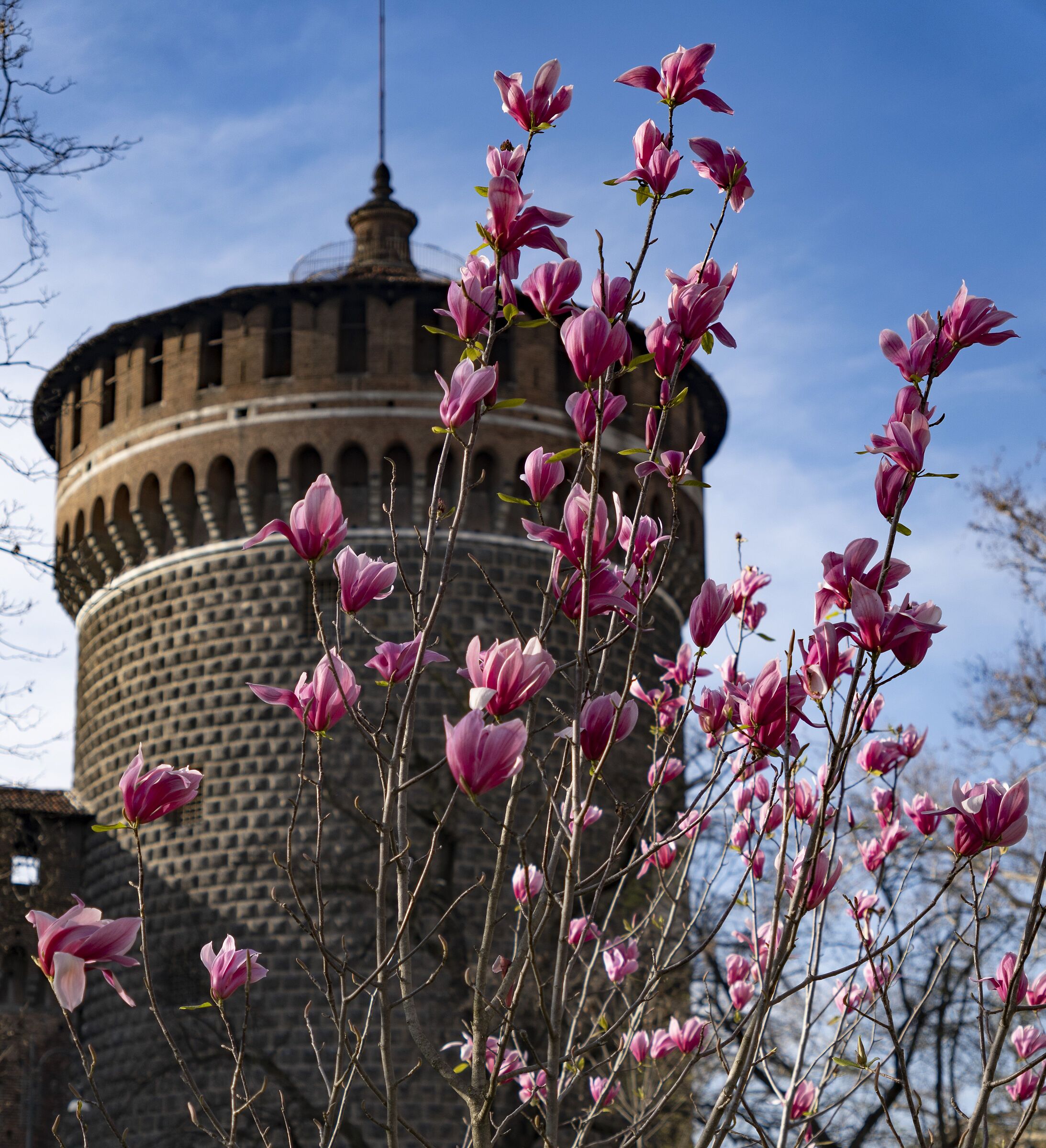 Magnolias bloom in Piazza Castello