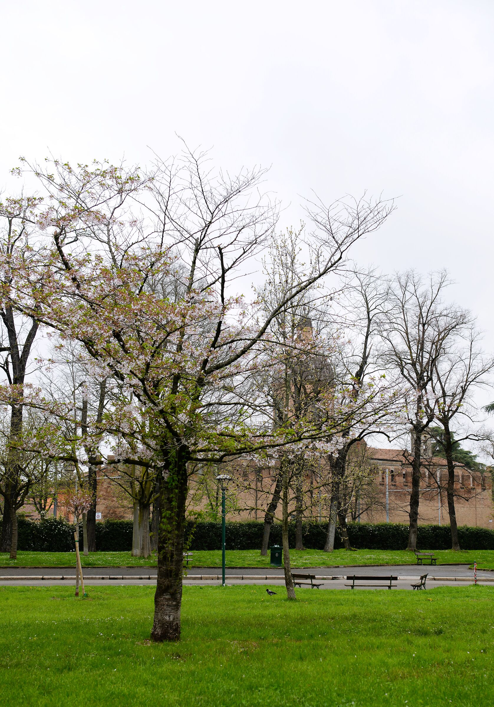 prunus / Baraccano