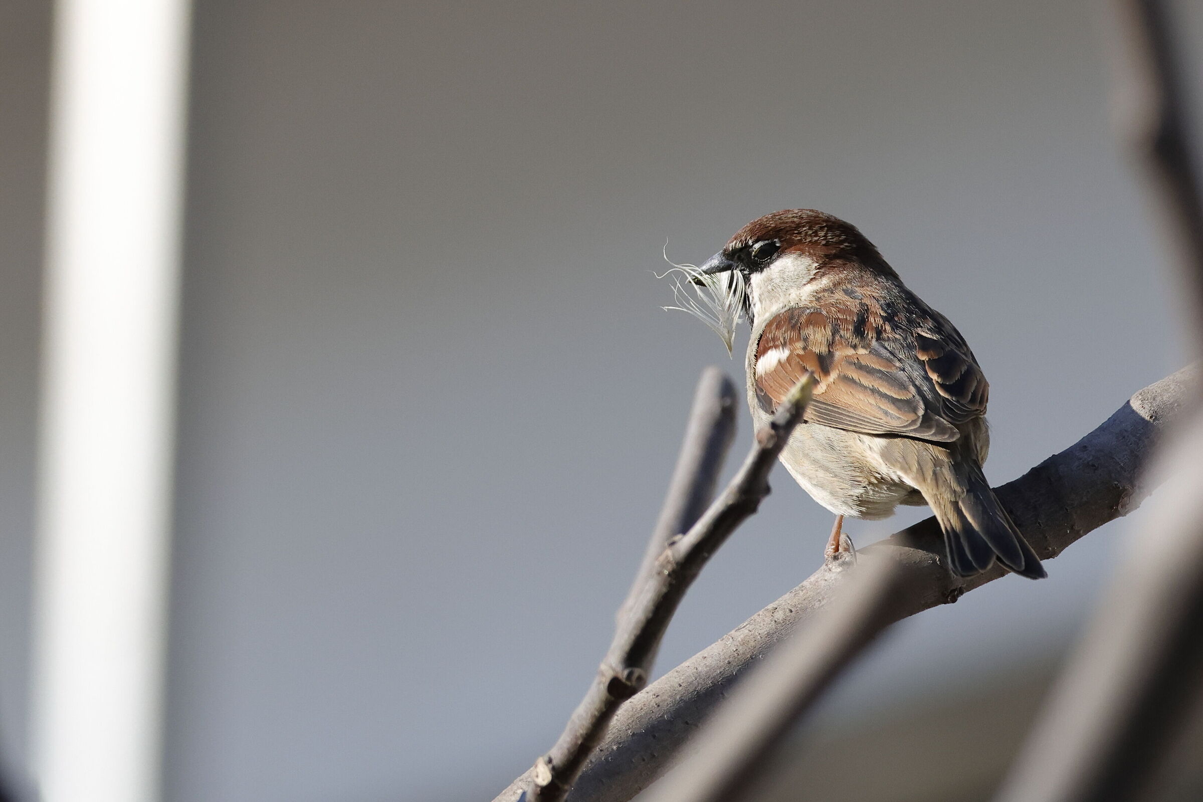 Italian Sparrow in turmoil