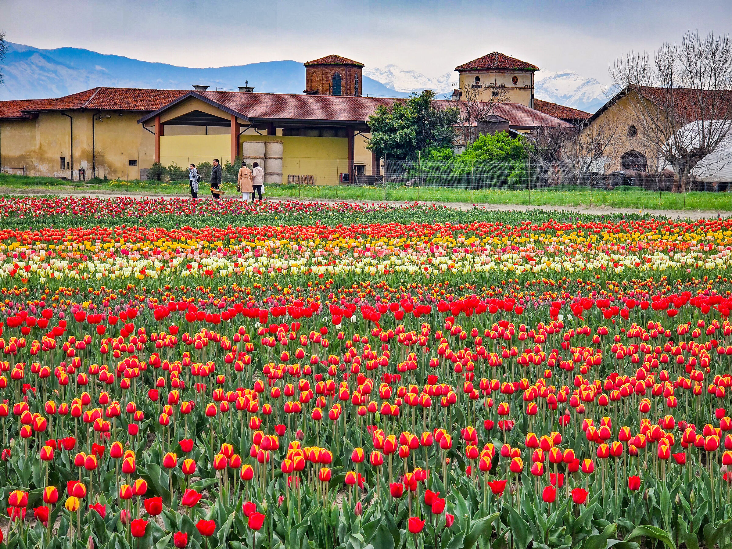 Fioritura dei tulipani