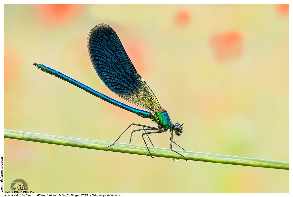 Calopteryx splendens