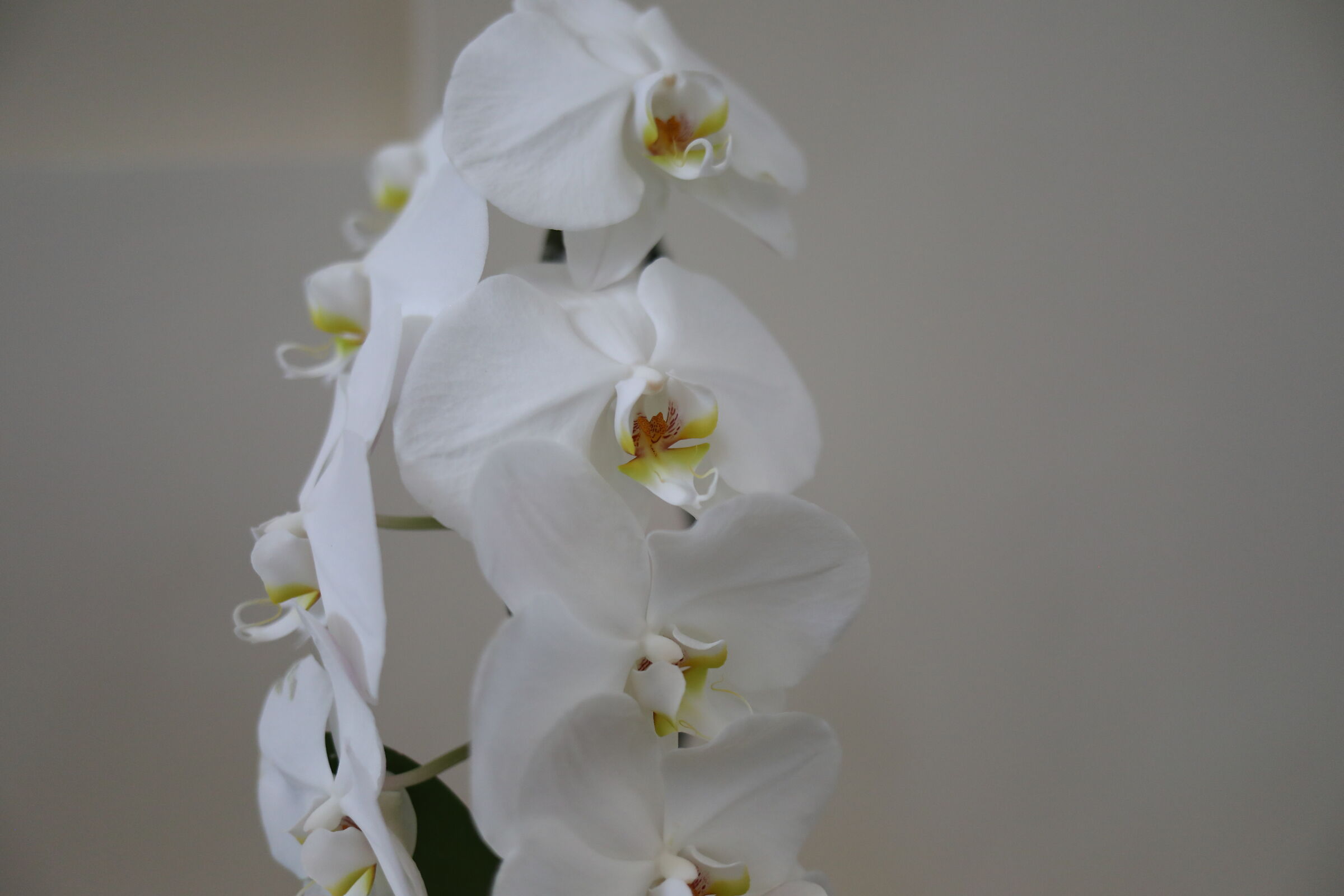 " @ F. 2 " Canon 5 D IV, 35 F. 2 IS USM
