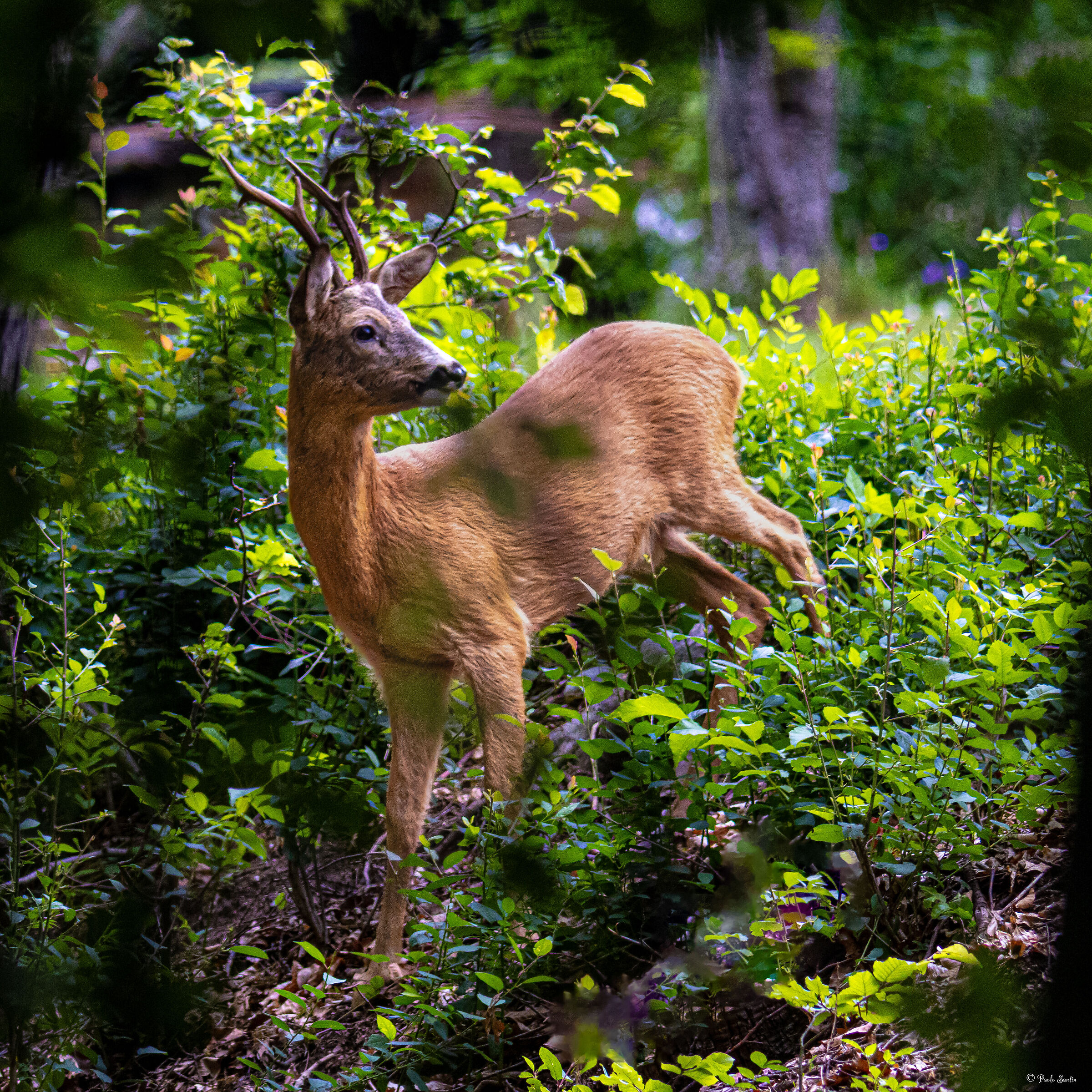 Roe deer in the woods in summer