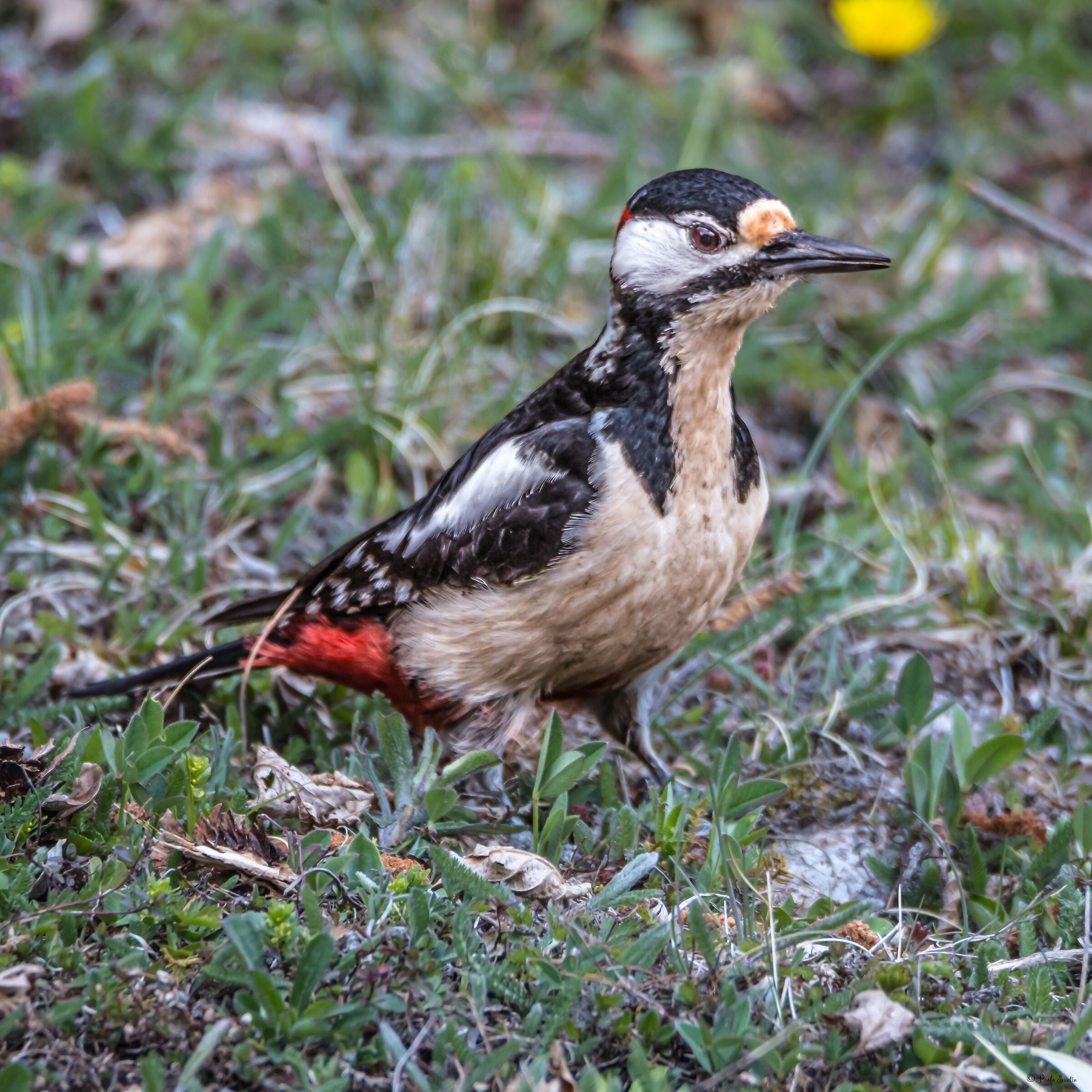 Great Spotted Woodpecker