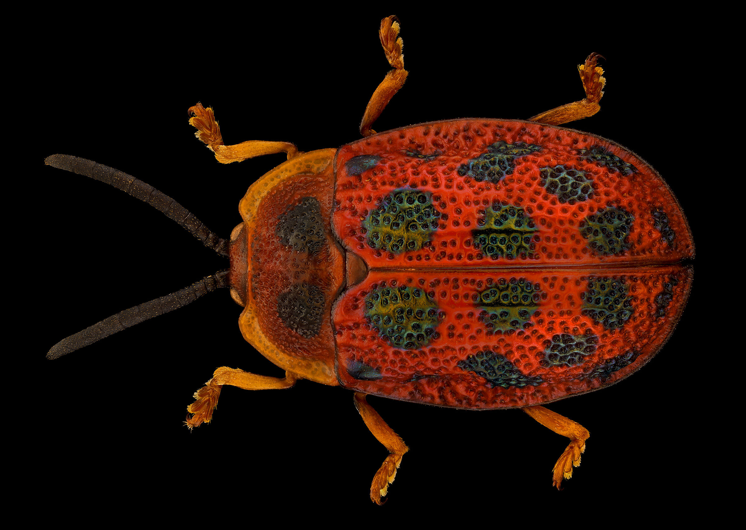 Epistictina viridimaculata