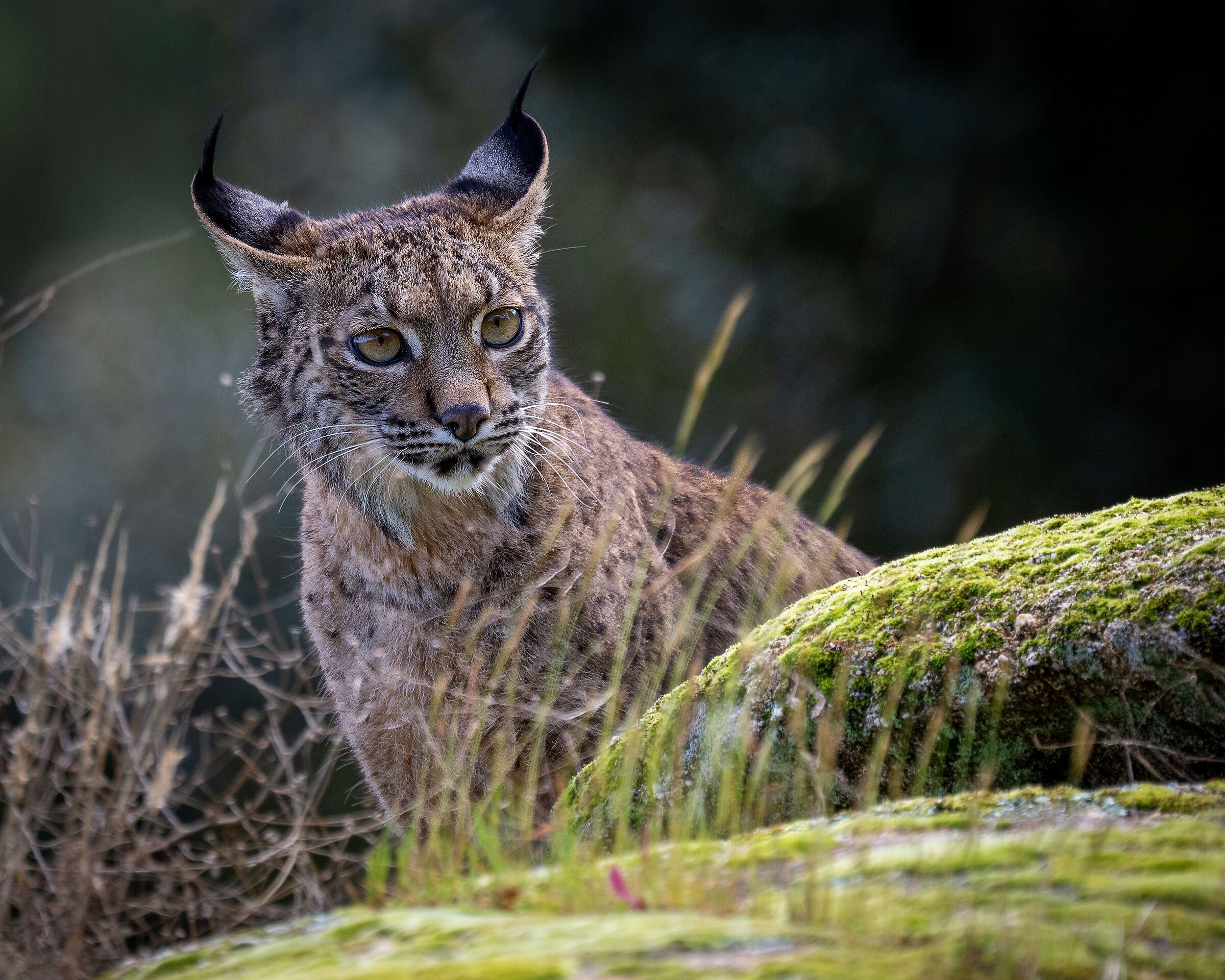 Iberian Lynx