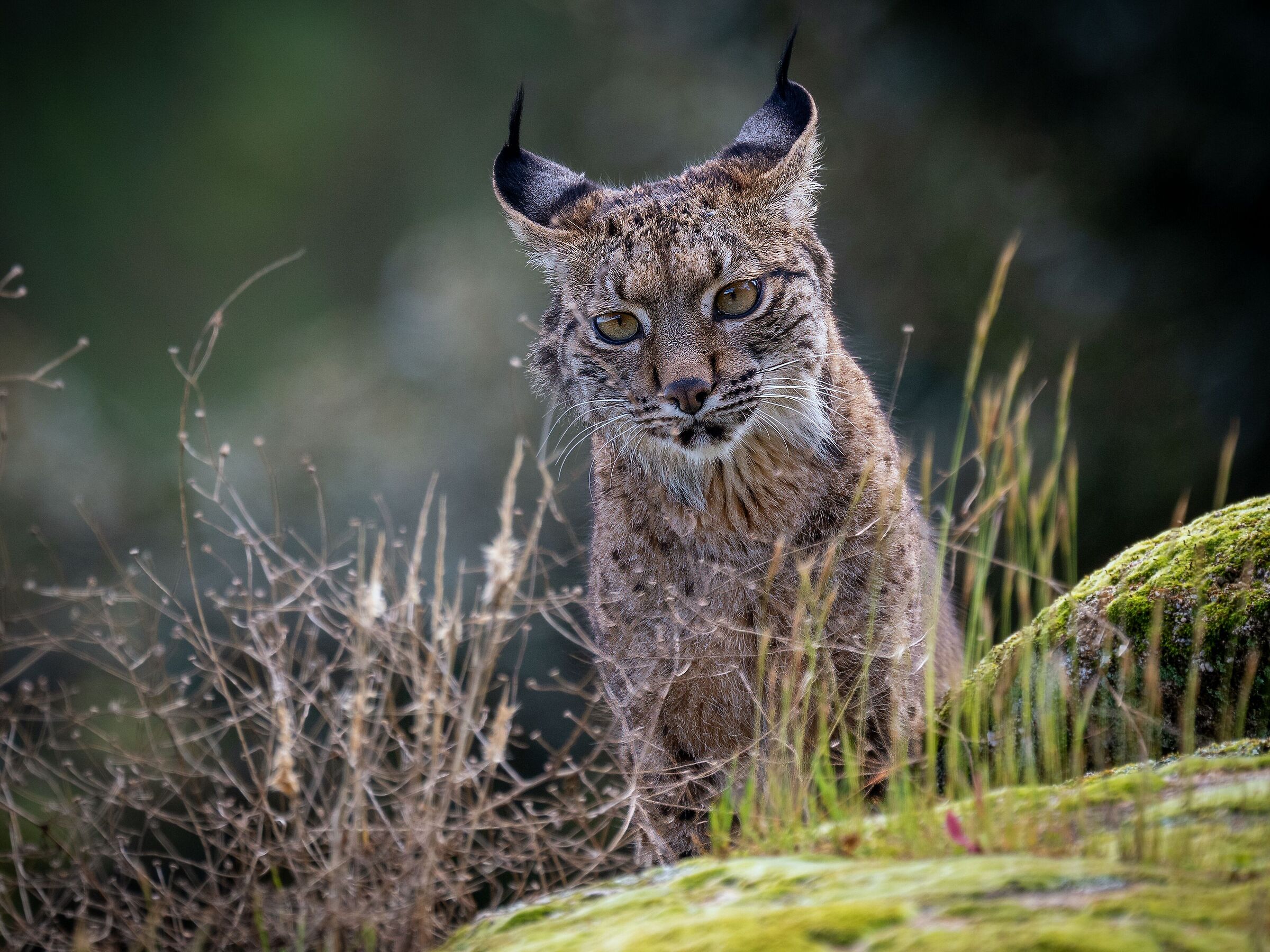 Iberian Lynx I