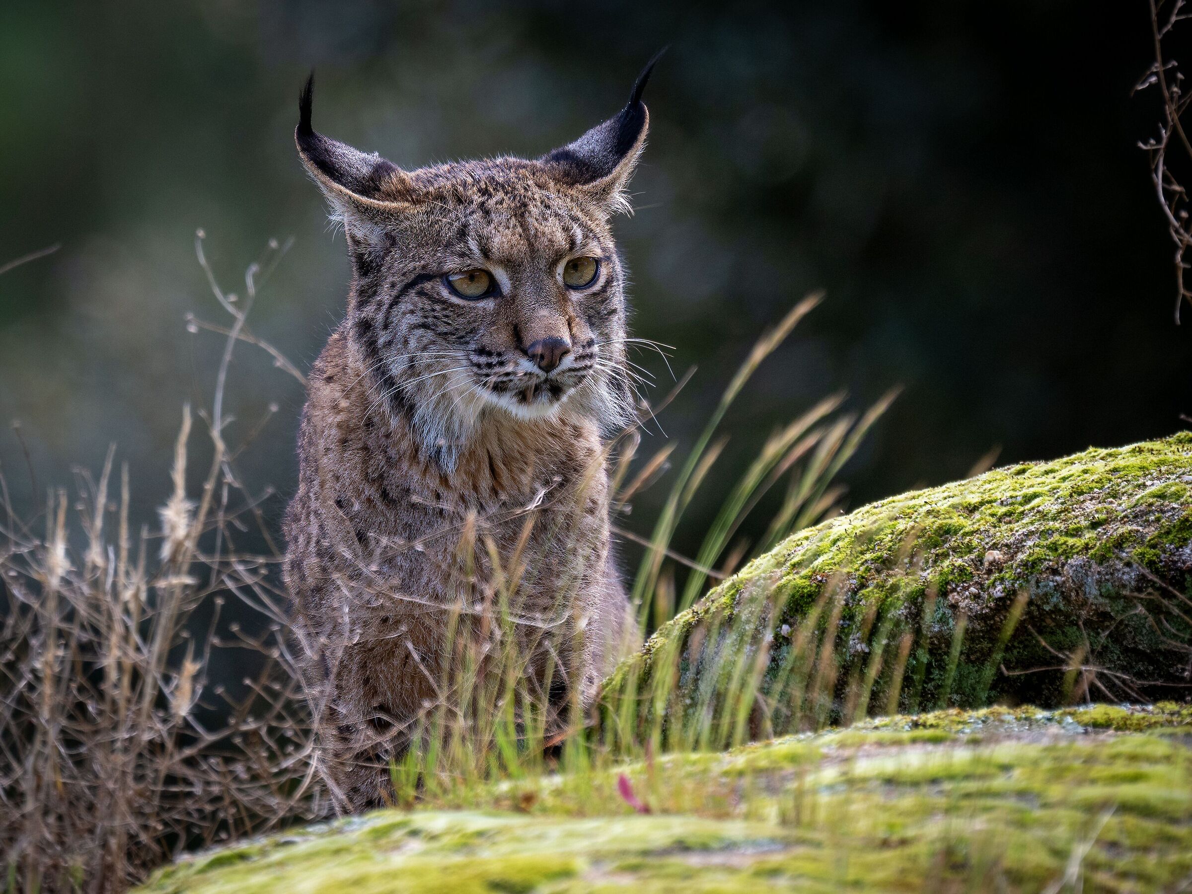 Iberian Lynx II