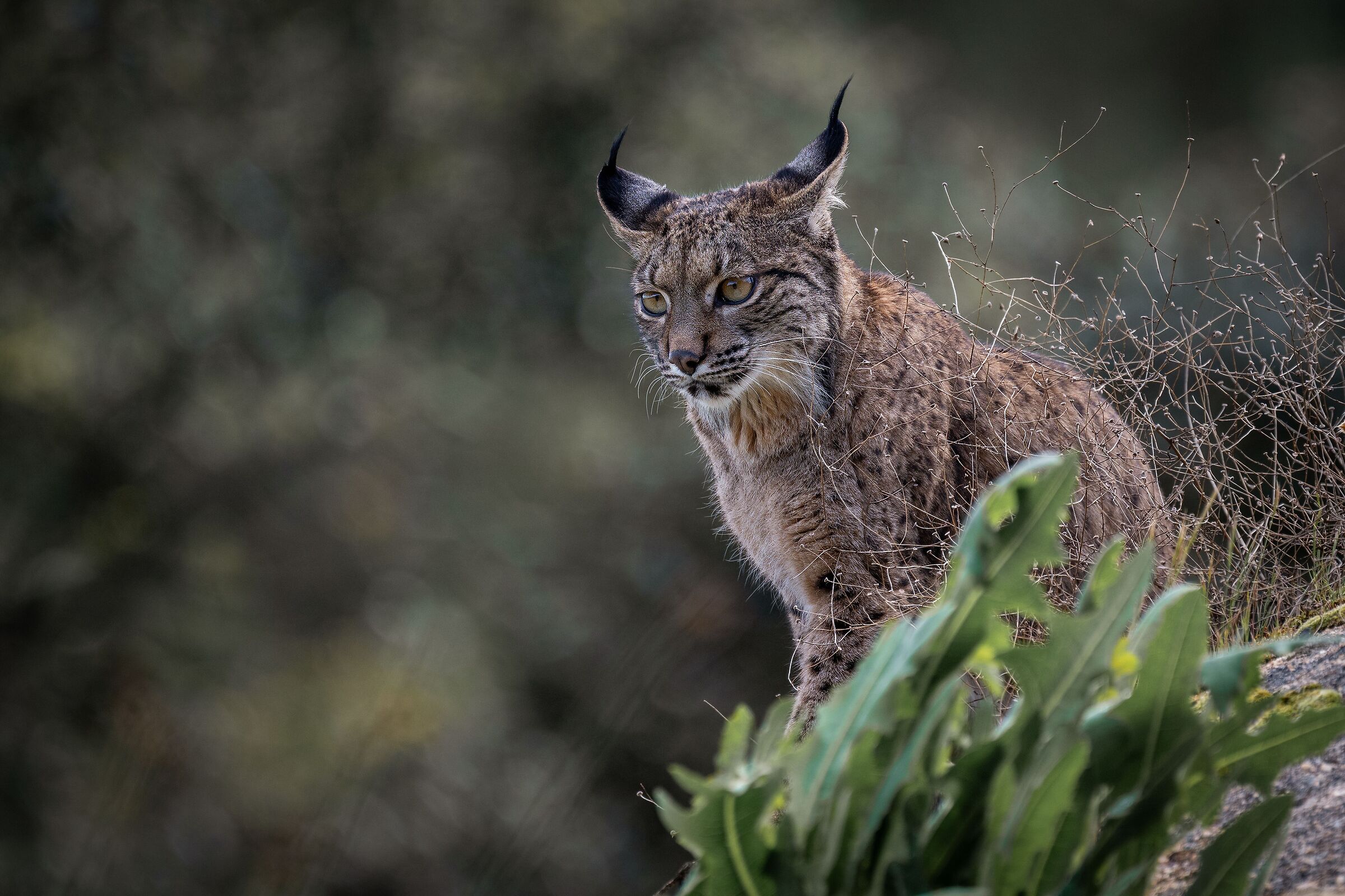 Iberian Lynx III