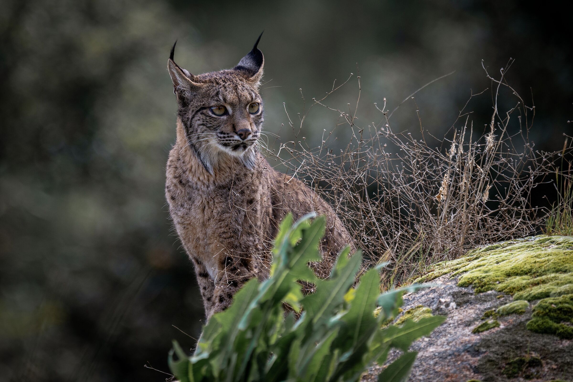 Iberian Lynx IV