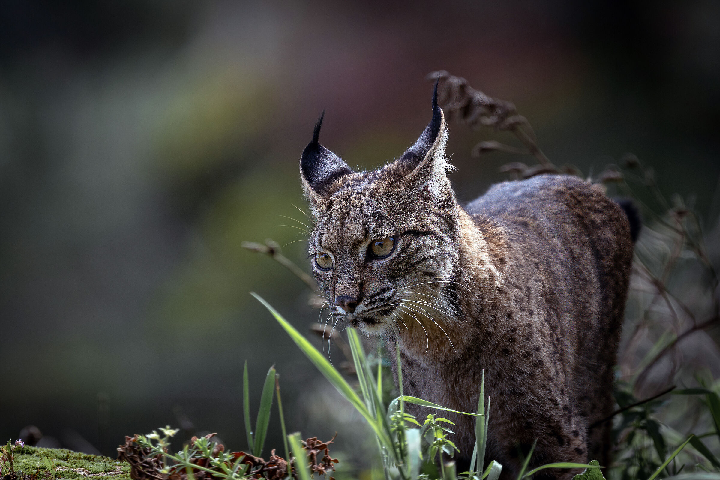 Iberian Lynx V