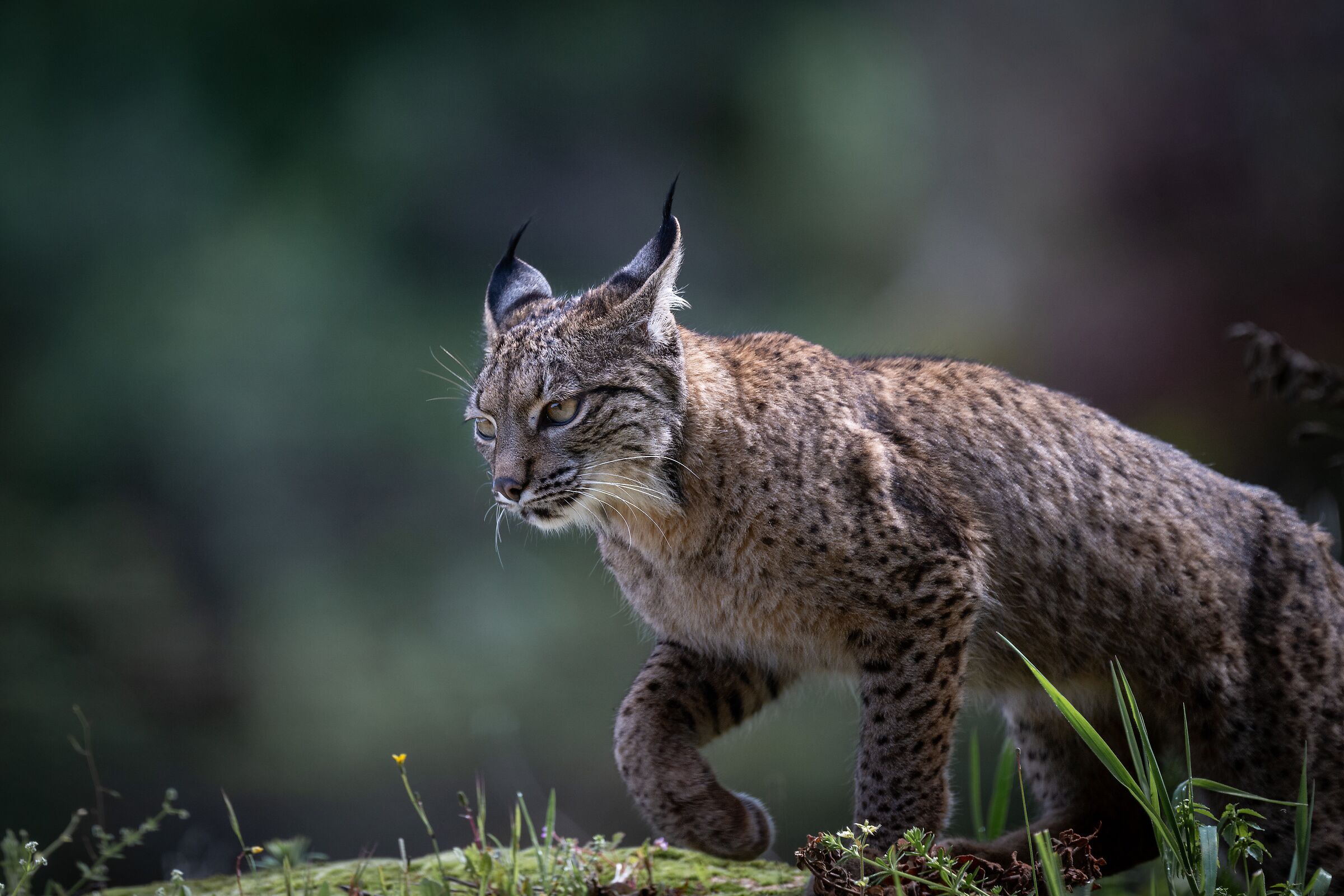 Iberian Lynx VI