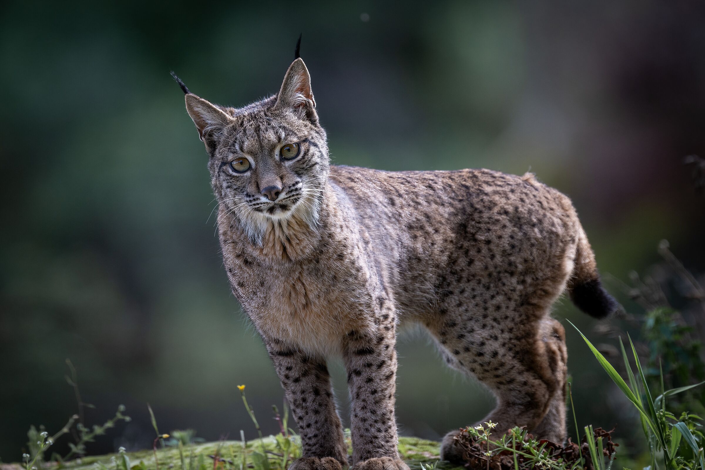 Iberian Lynx VII