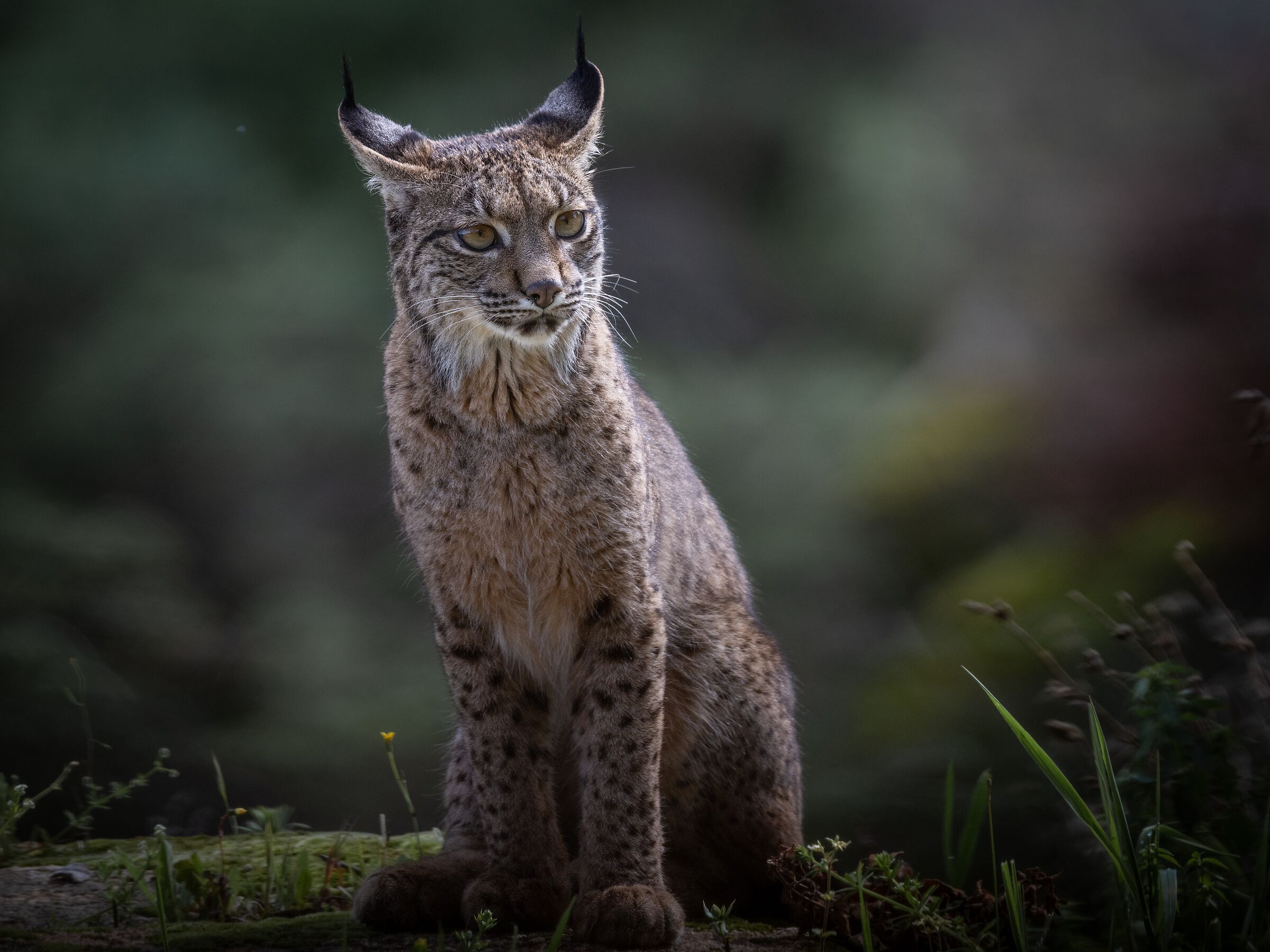 Iberian Lynx VIII
