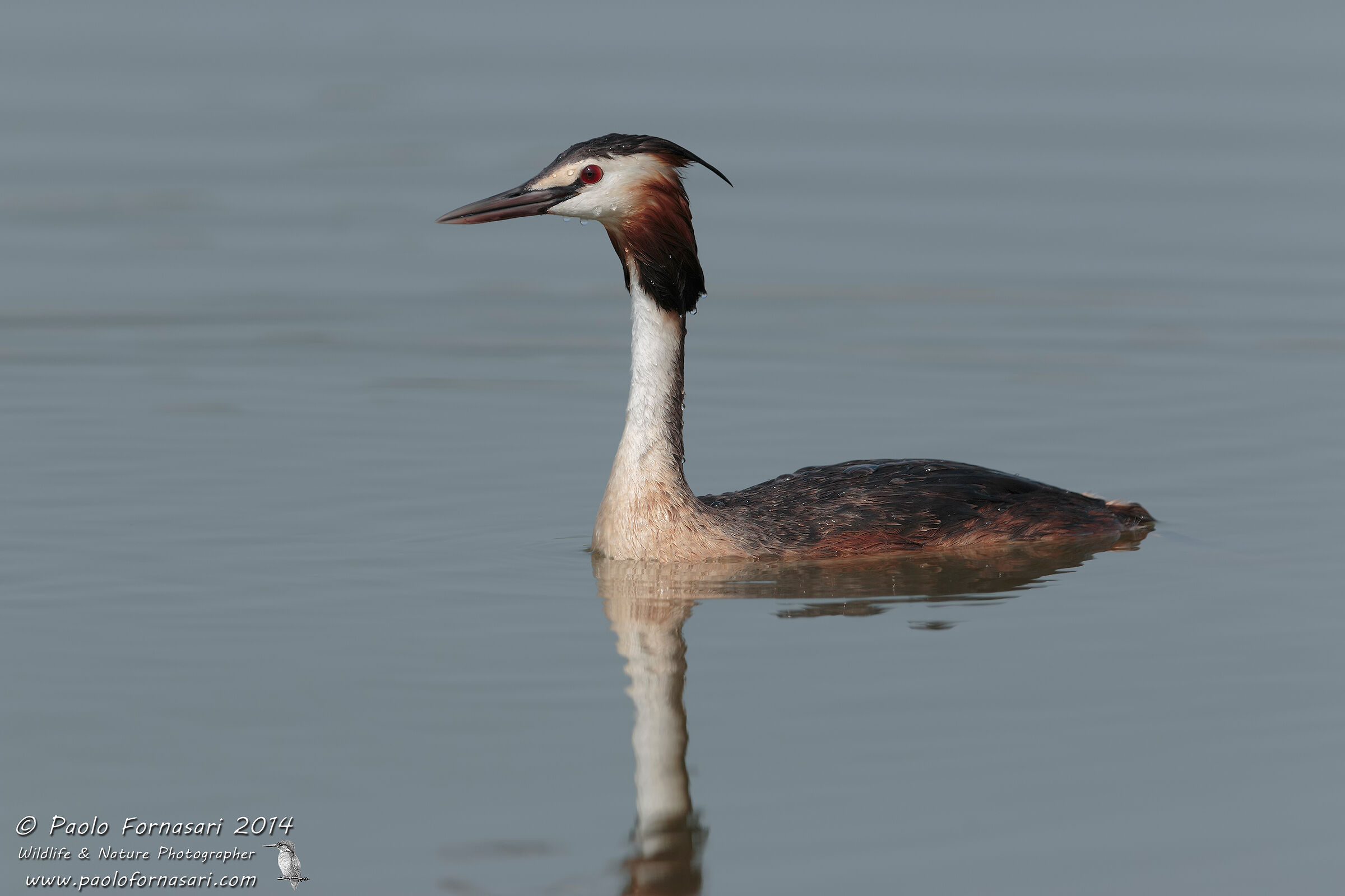 Great Crested Grebe (Podiceps cristatus)