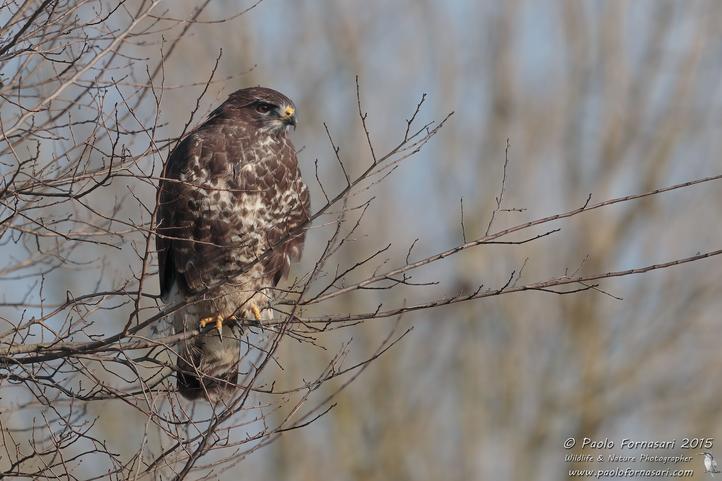 Buzzard (dark morphism)