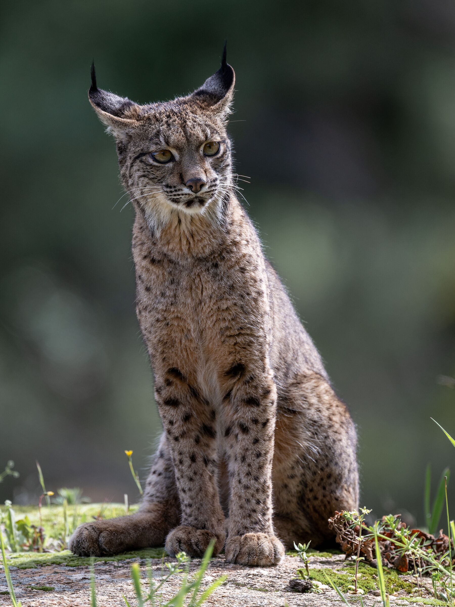 Iberian Lynx X
