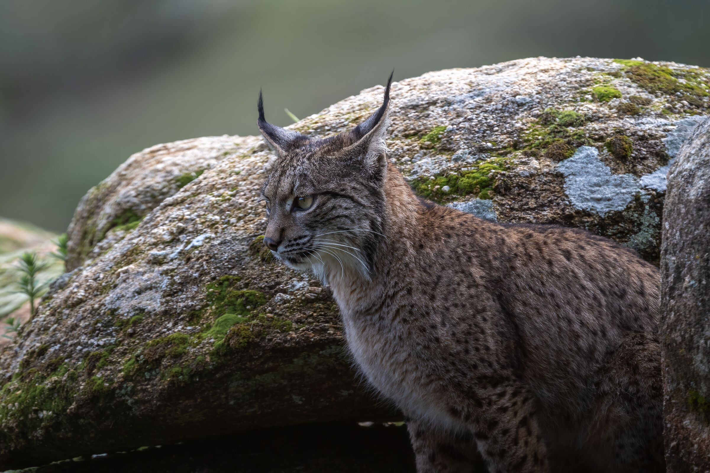 Iberian Lynx X