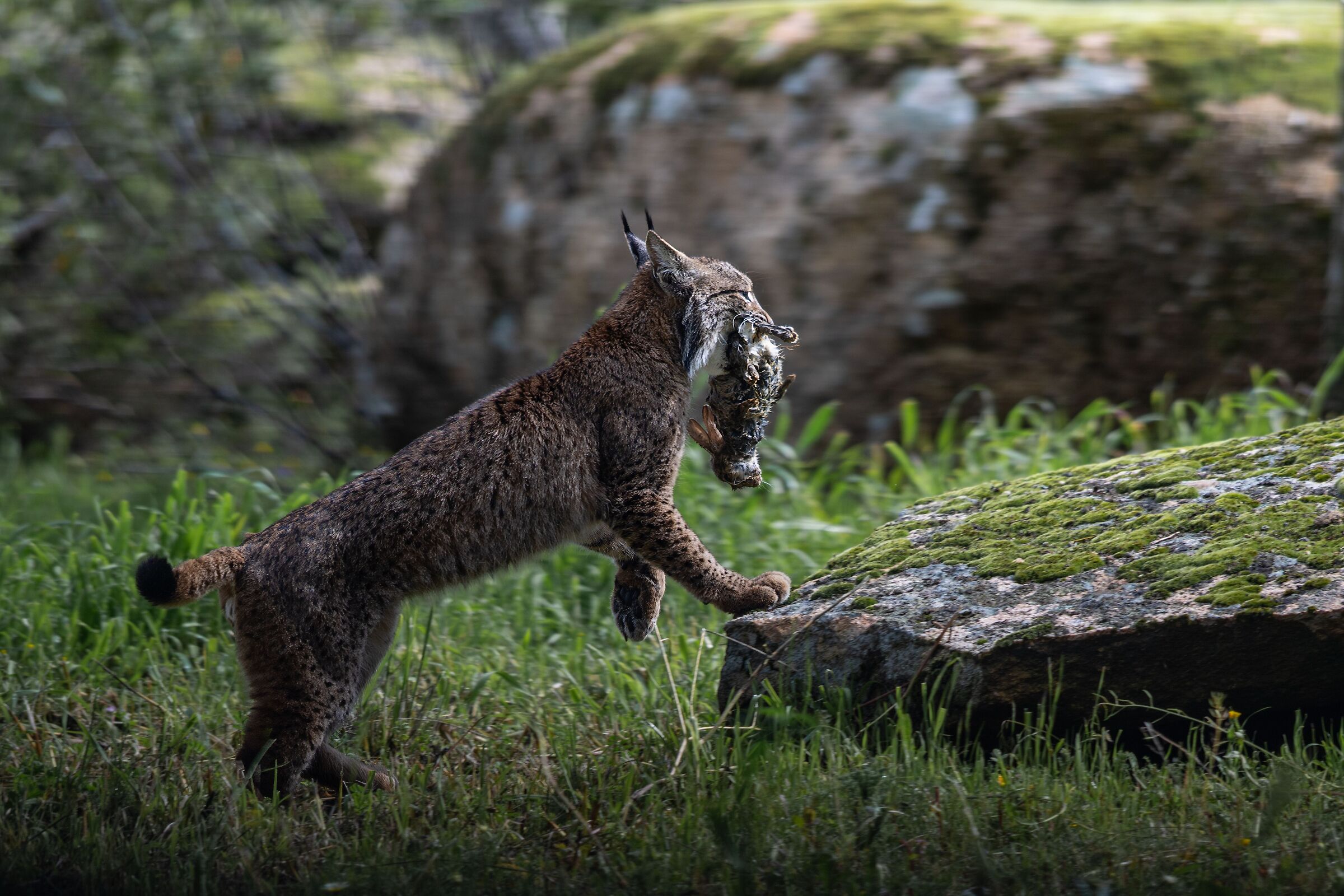 Iberian lynx with prey