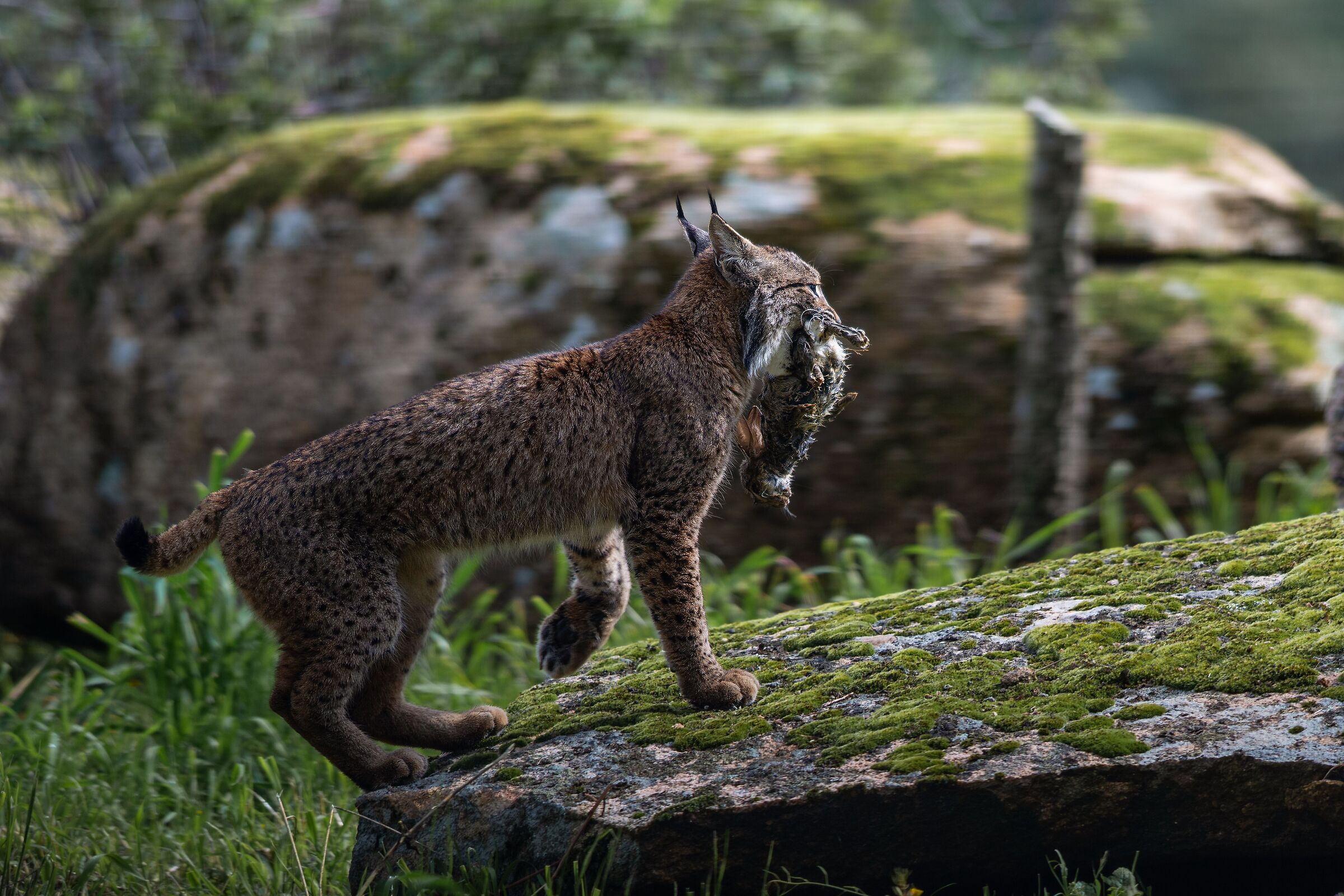 Iberian lynx with prey I