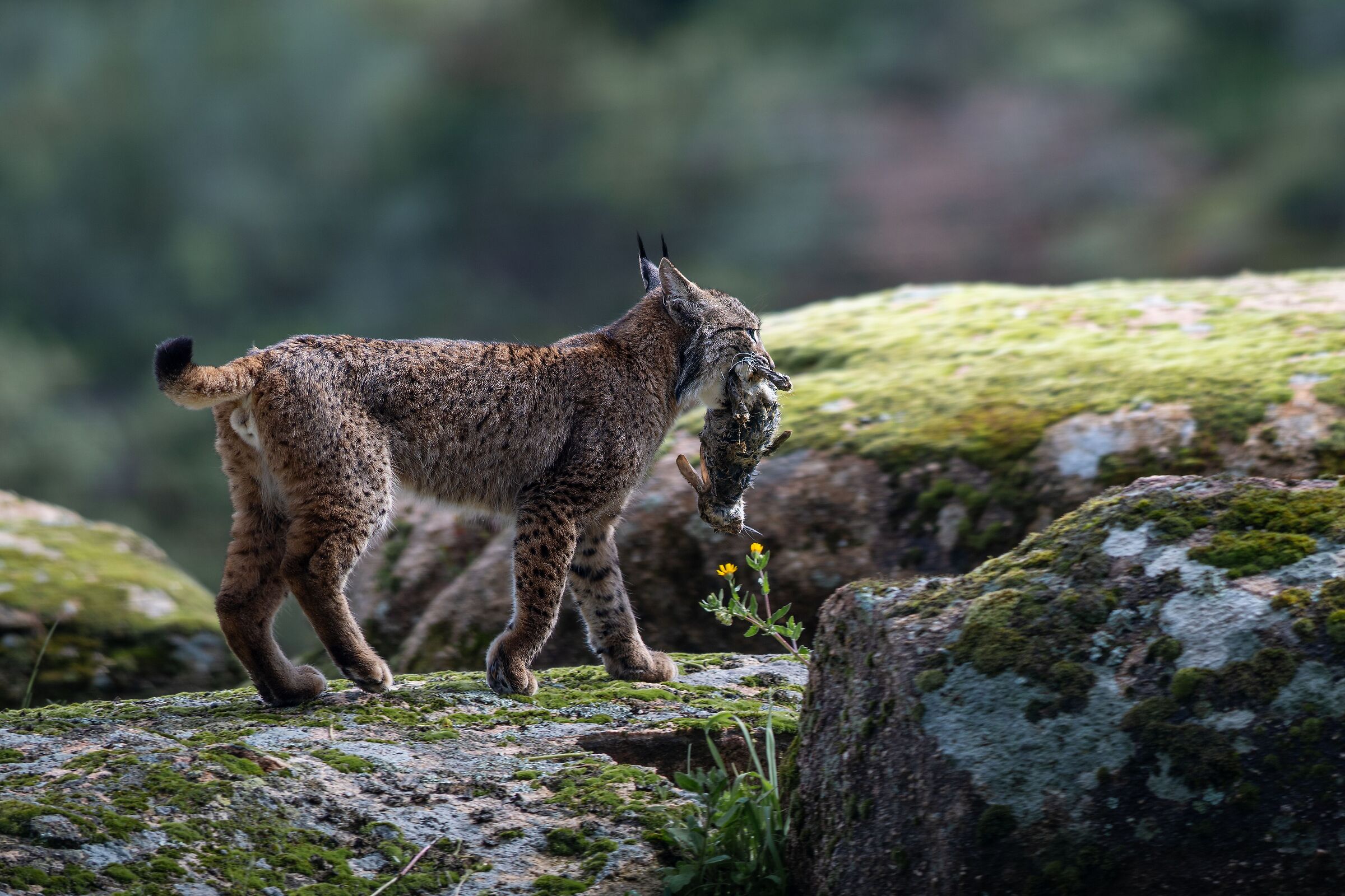 Iberian Lynx with Prey II