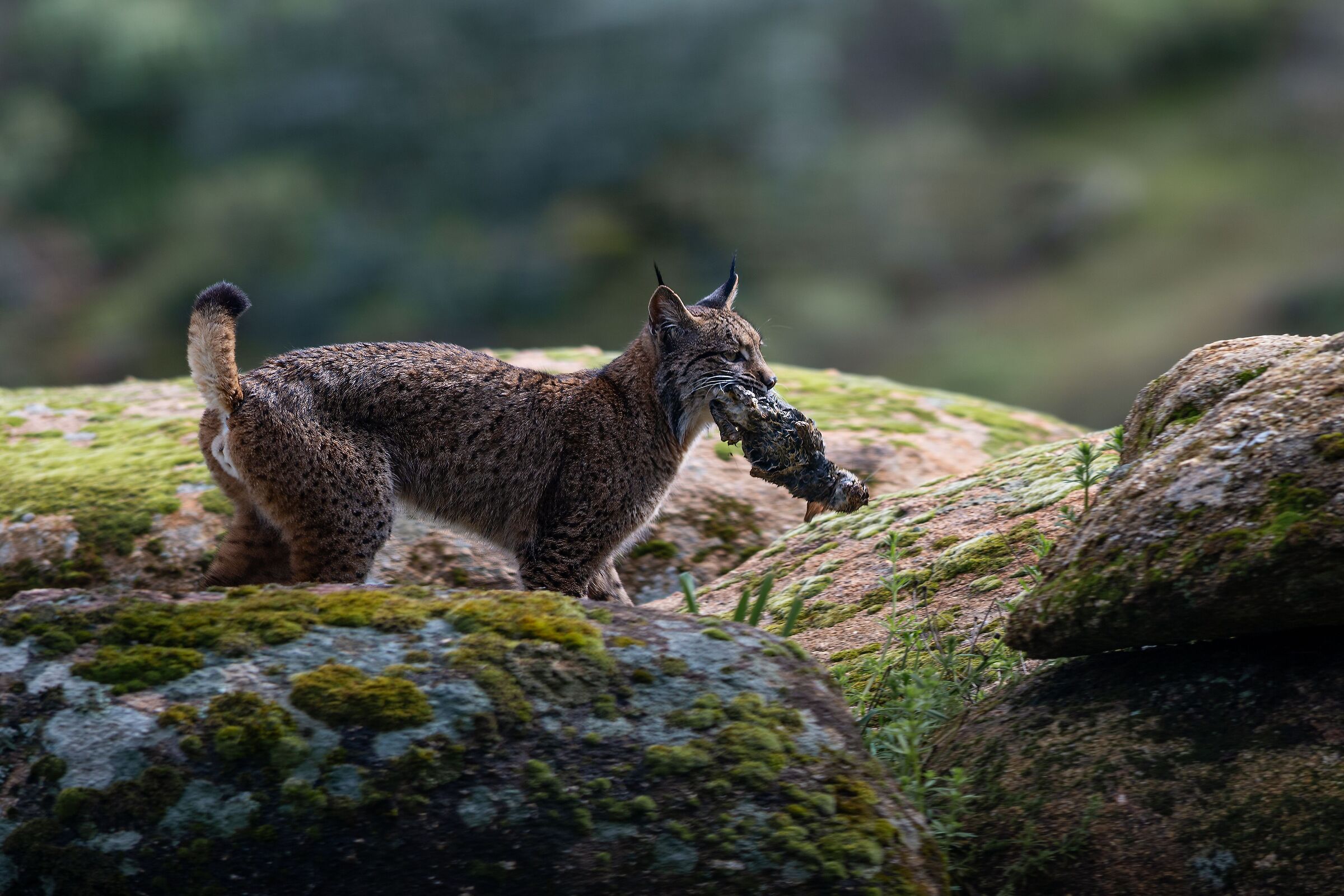 Iberian Lynx with Prey III