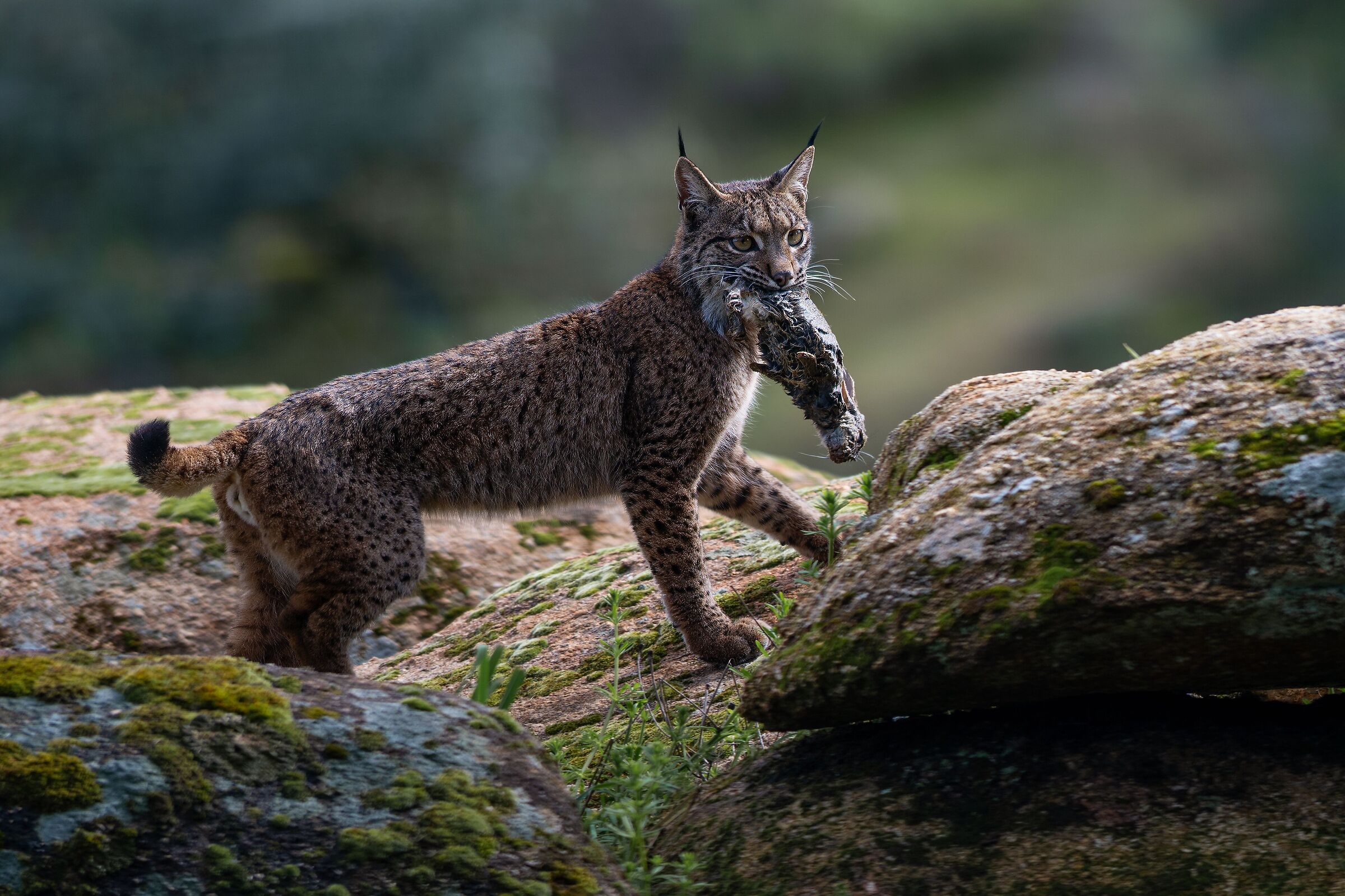 Iberian lynx with prey IV