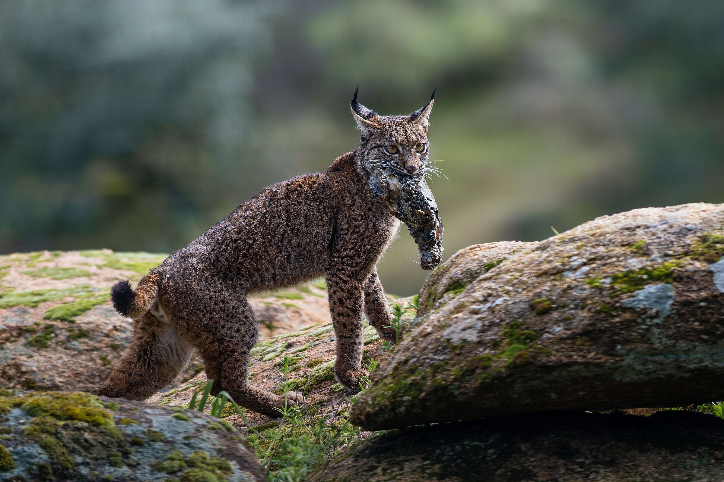 Iberian lynx with prey (rabbit)
