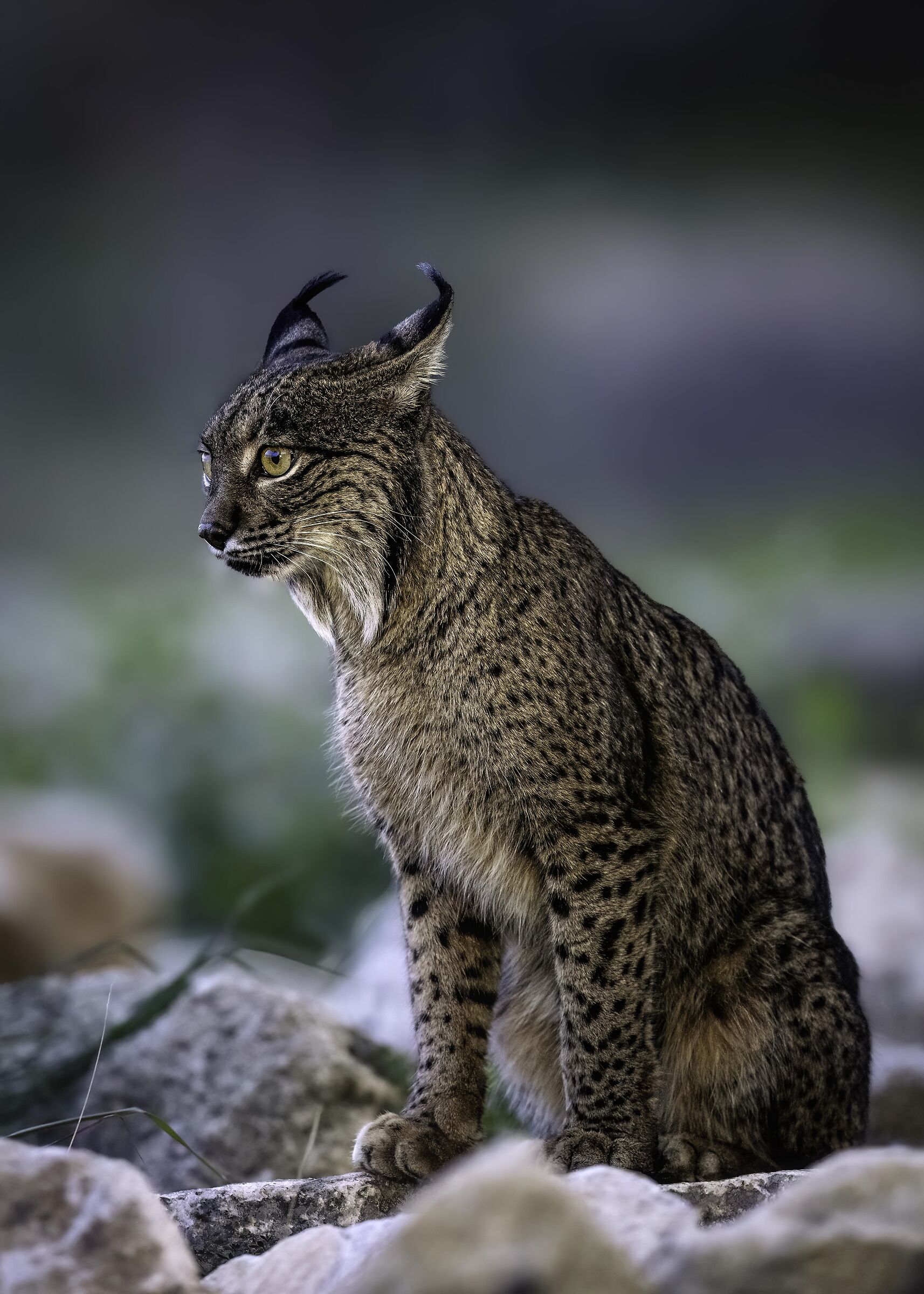 Lynx pardinus