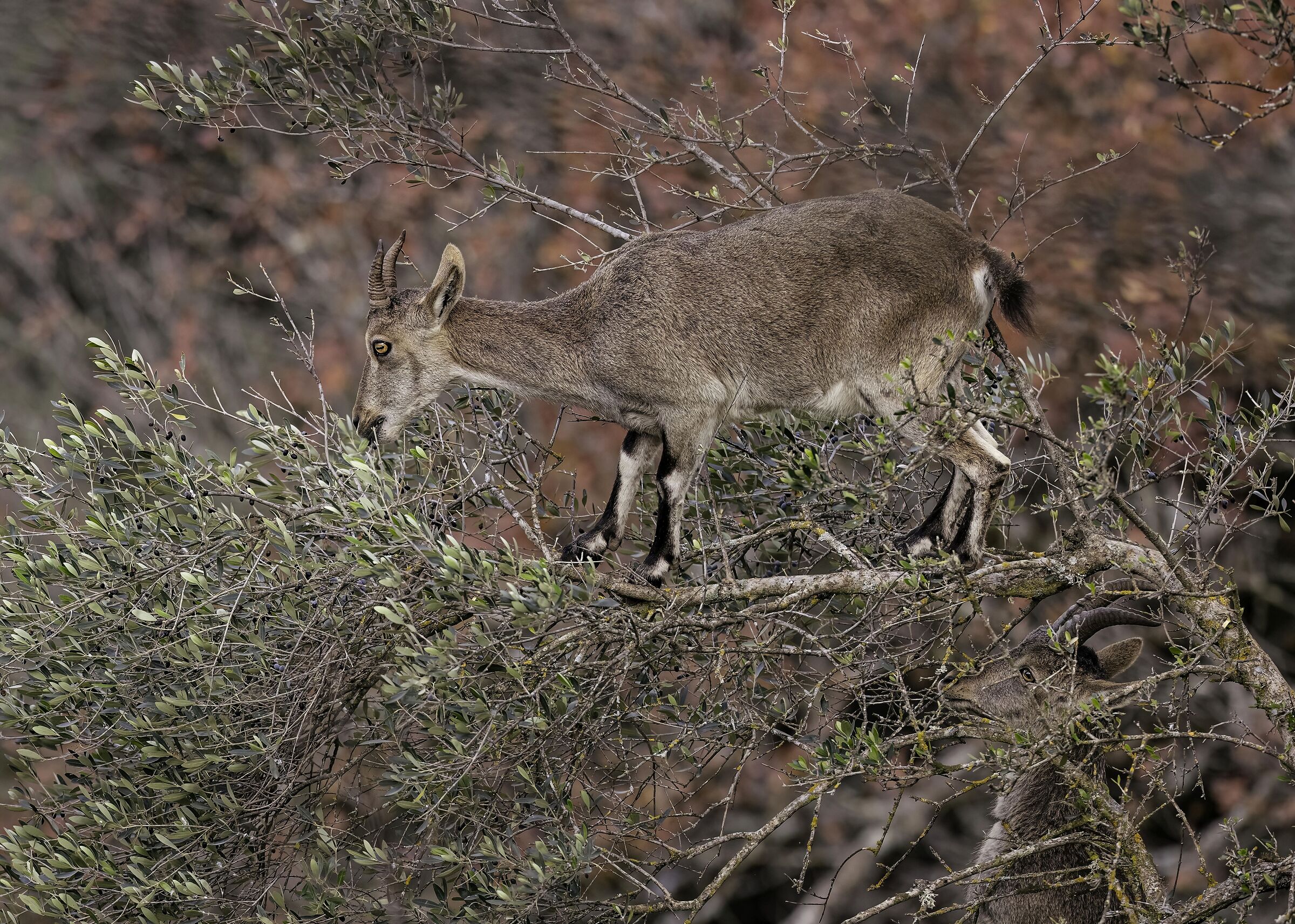 Young Iberian ibex