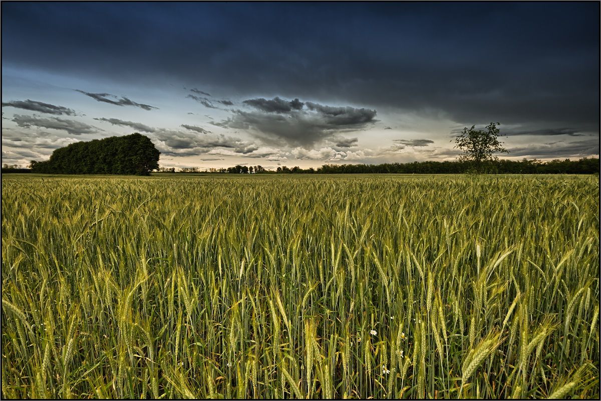 Field of Wheat