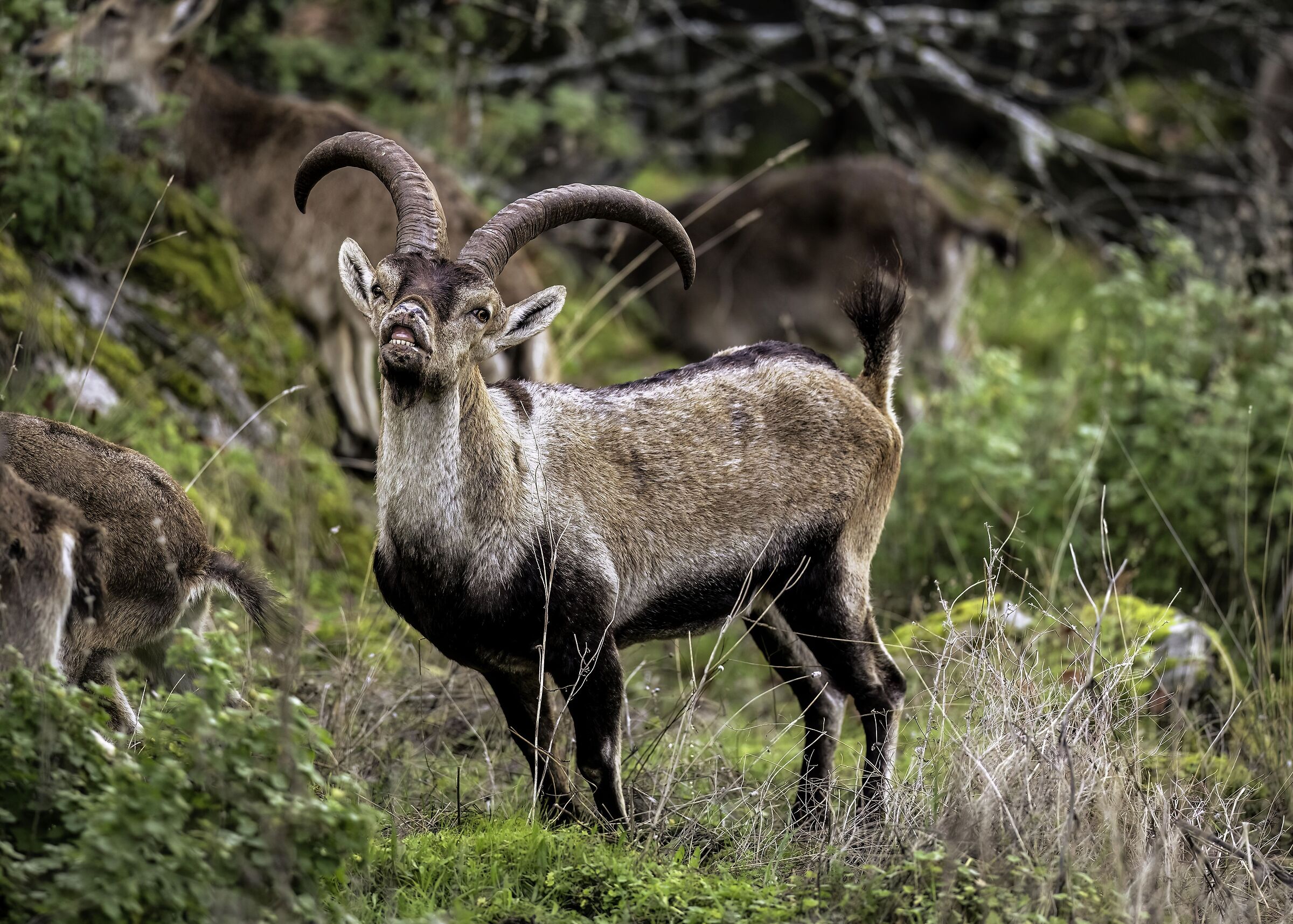 Iberian ibex (Capra pyrenaica)