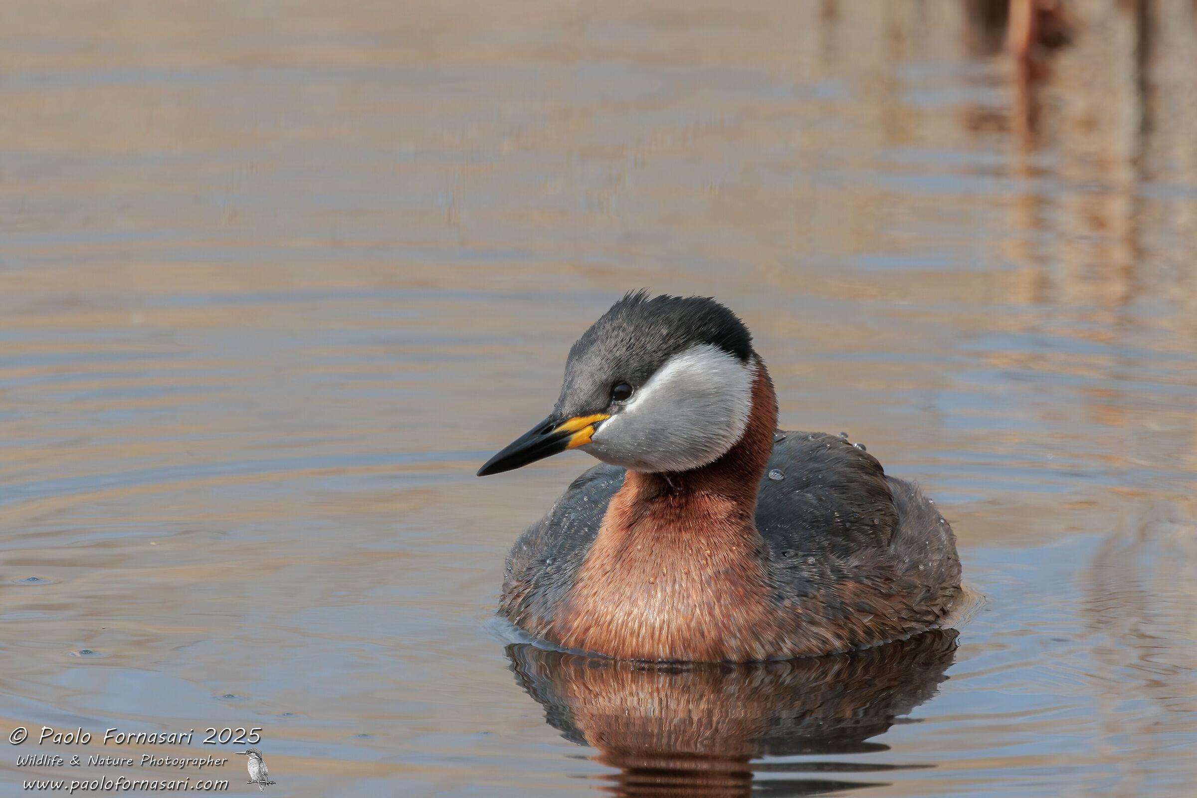 Red-necked Grebe (Podiceps grisegna)