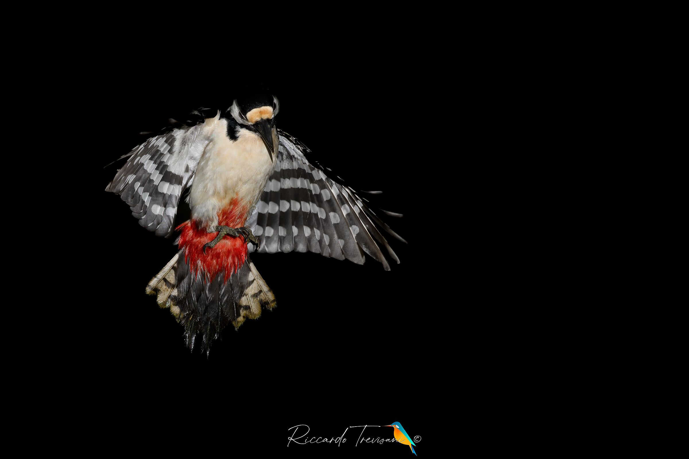 picchio rosso maggiore