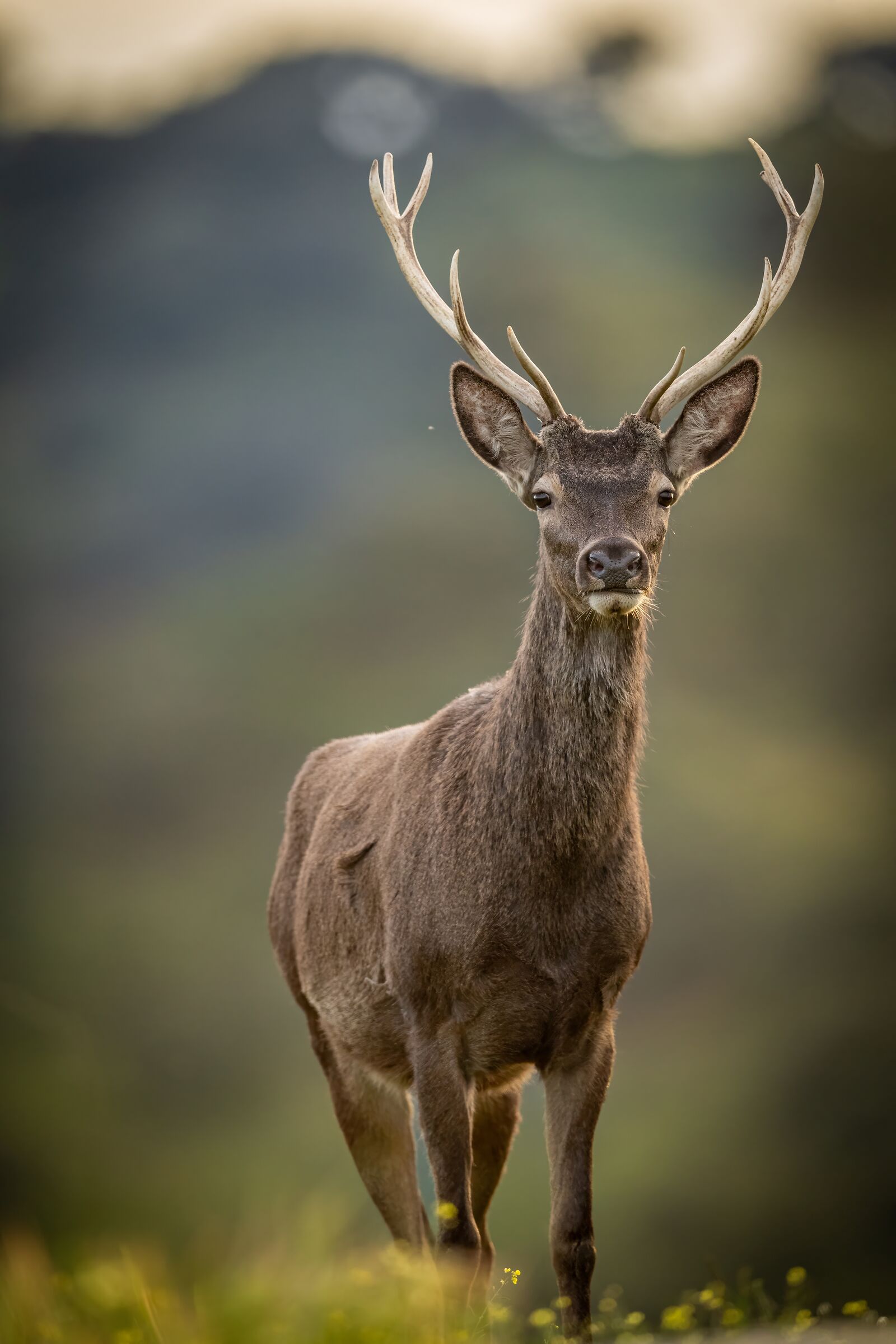 Stag at sunset