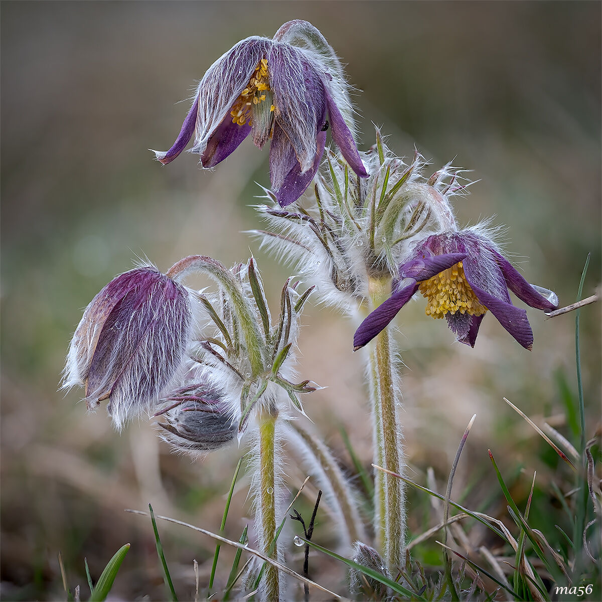 Pulsatilla montana