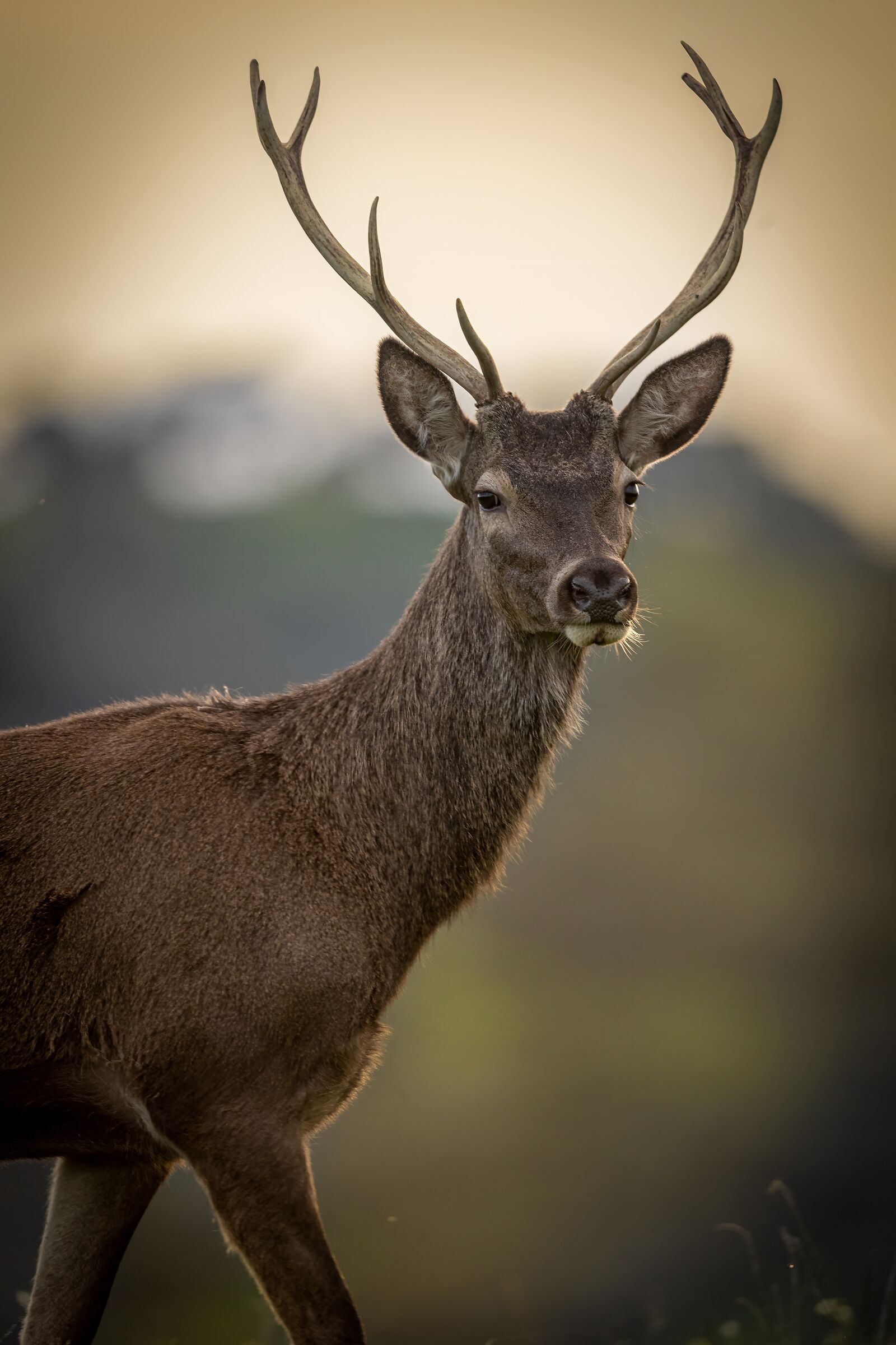 Close-up deer at sunset