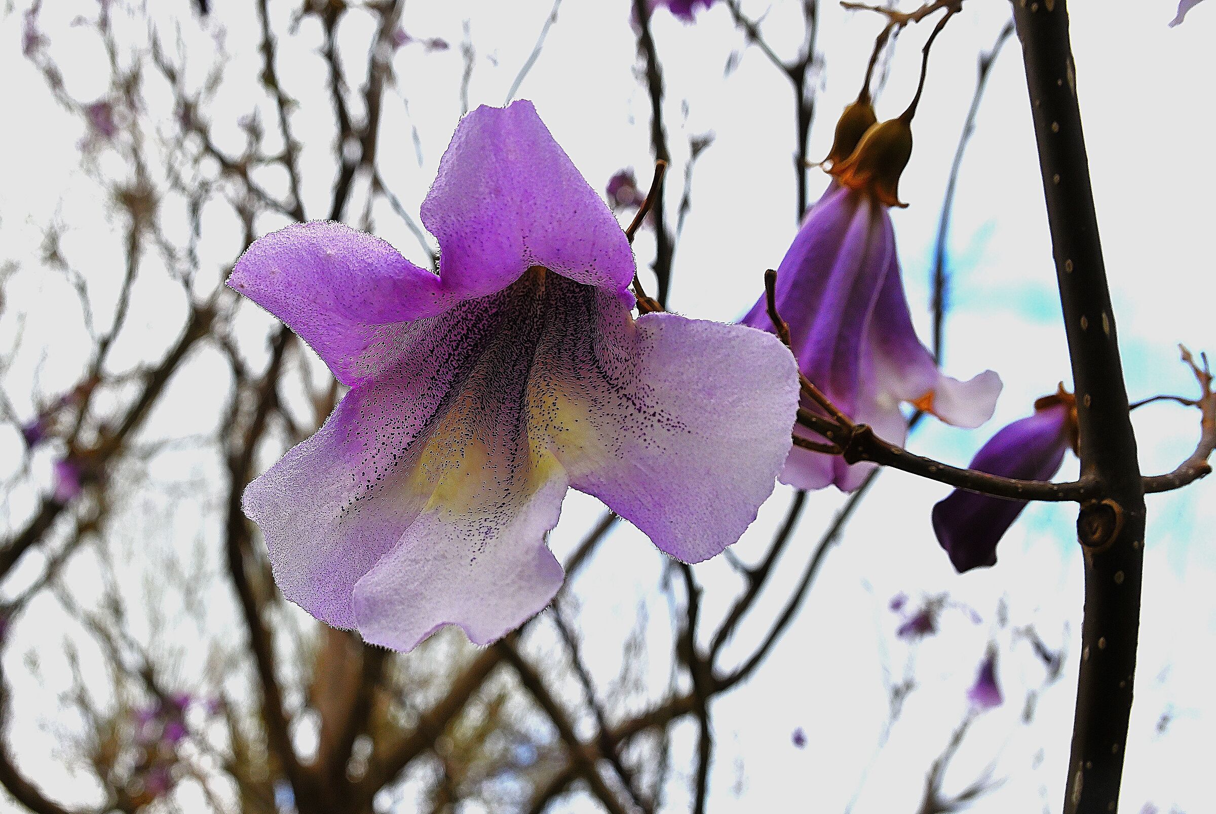 Paulownia