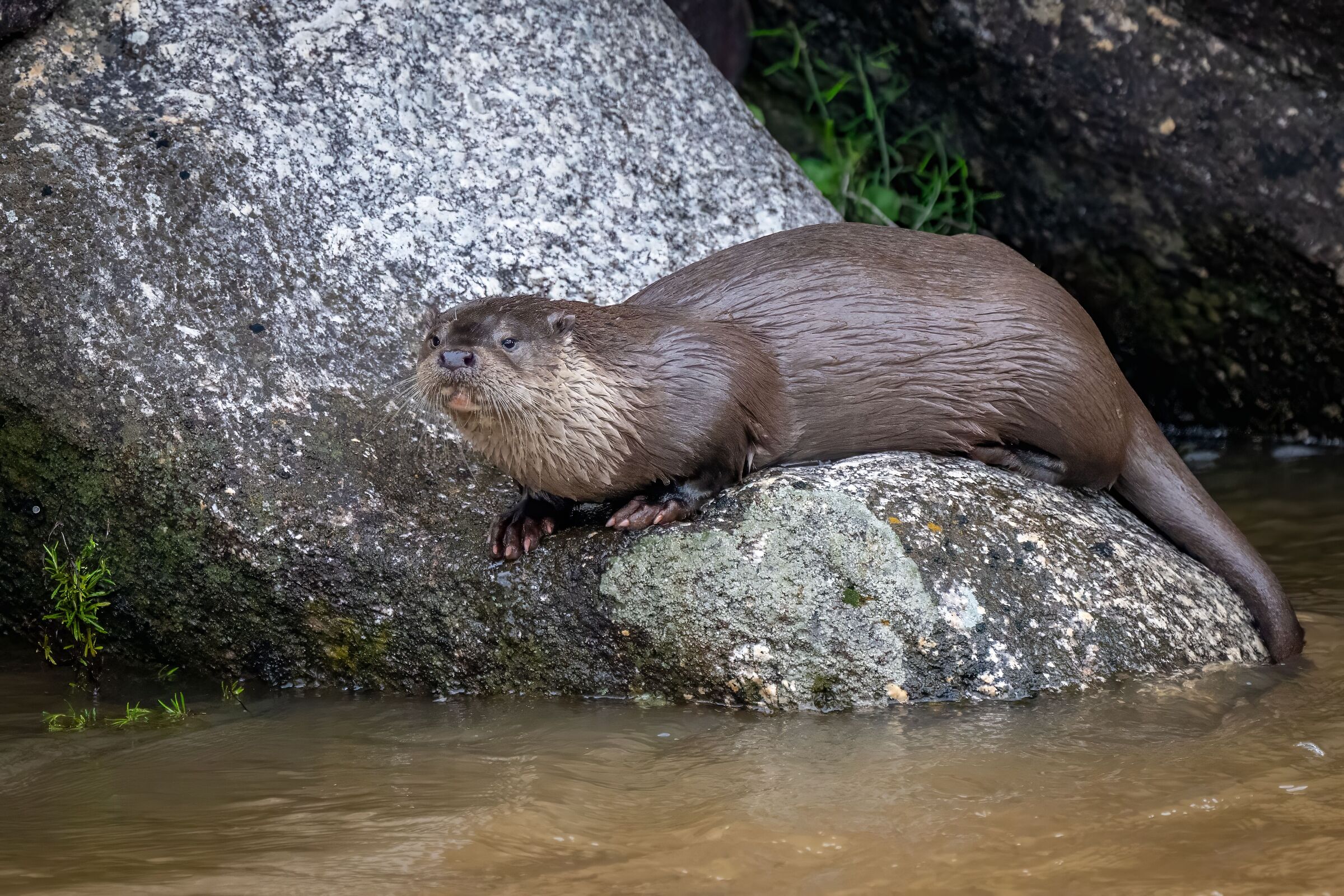 Otter: the queen of the Jandula stream