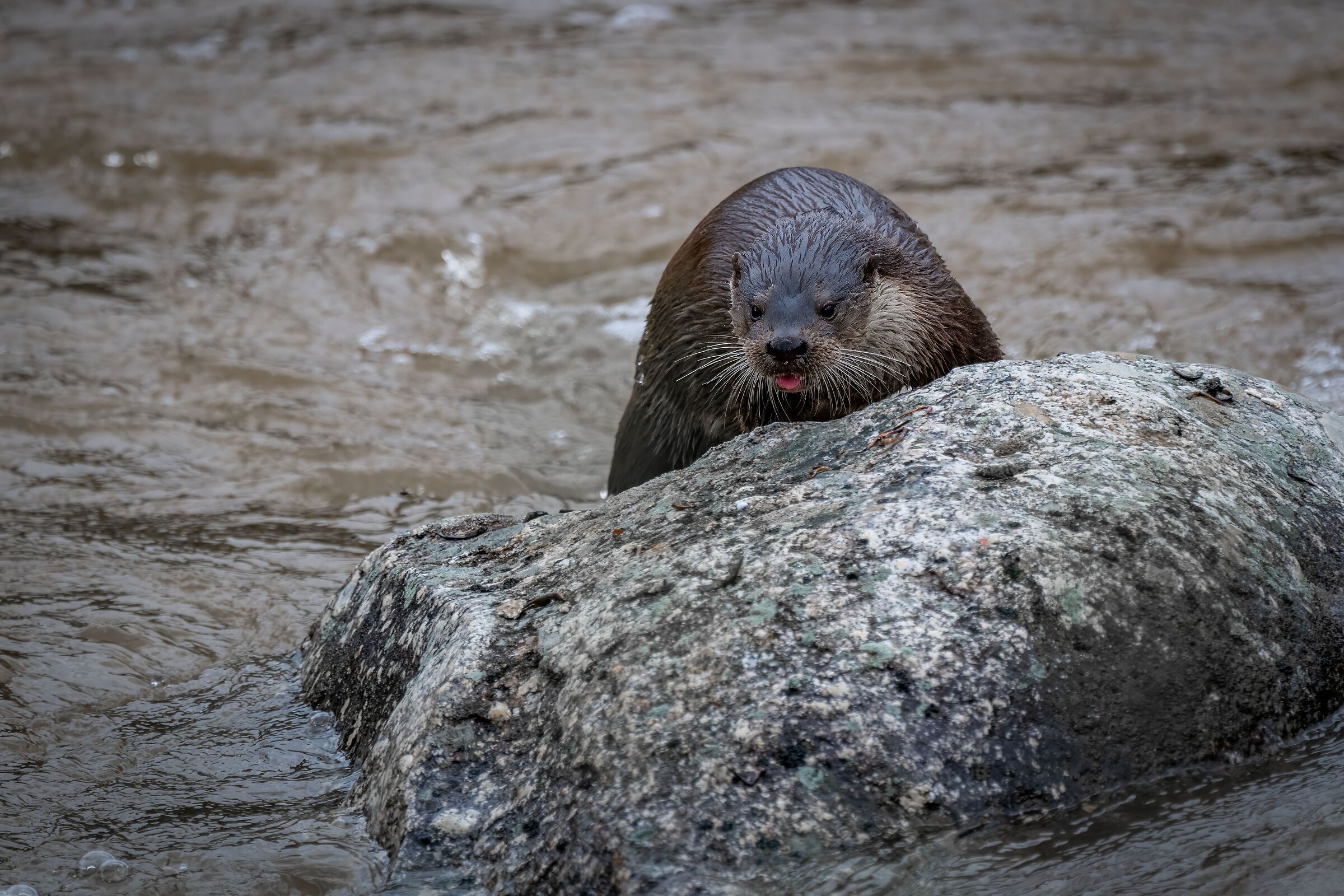 Otter: the queen of the Jandula stream