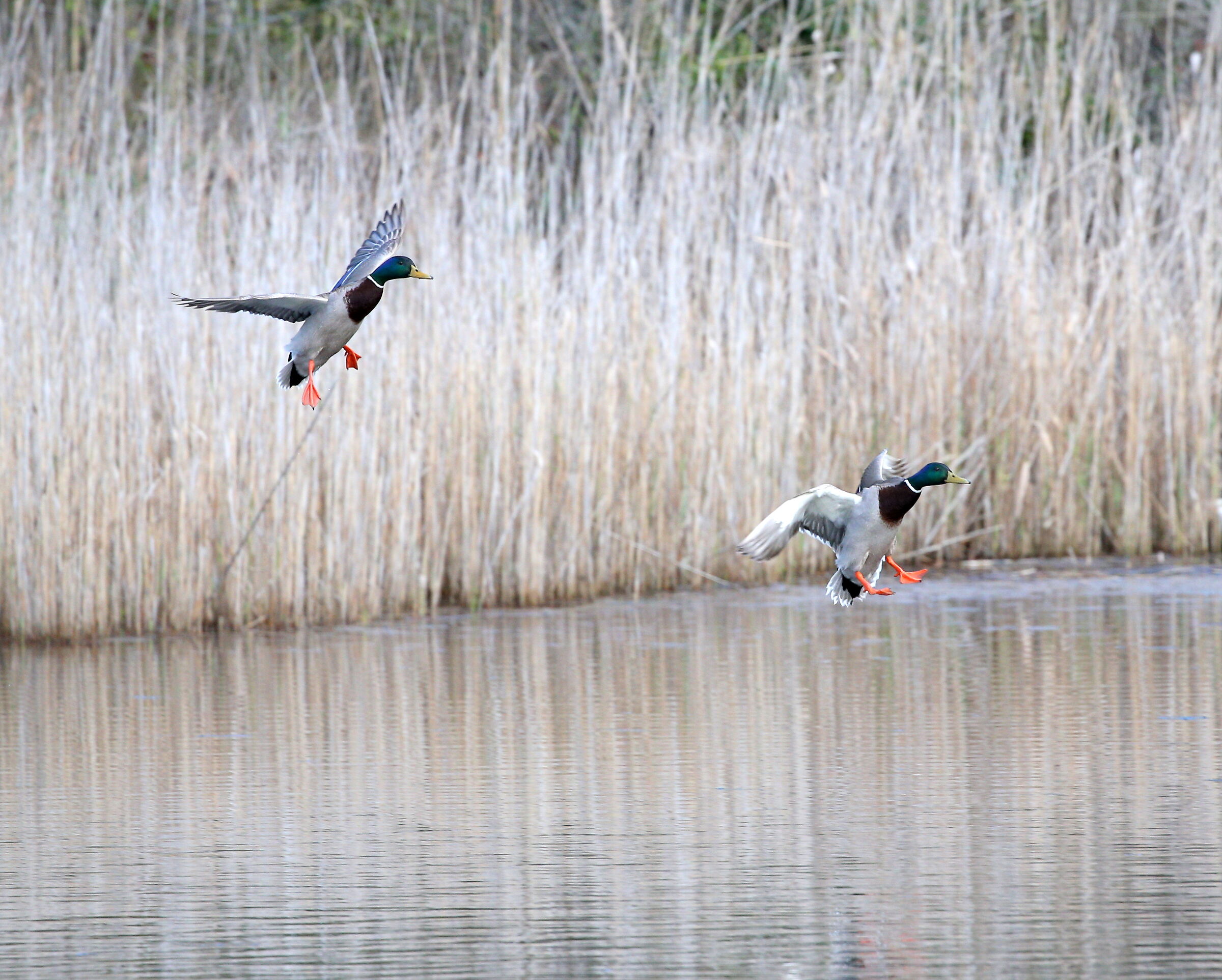 landing